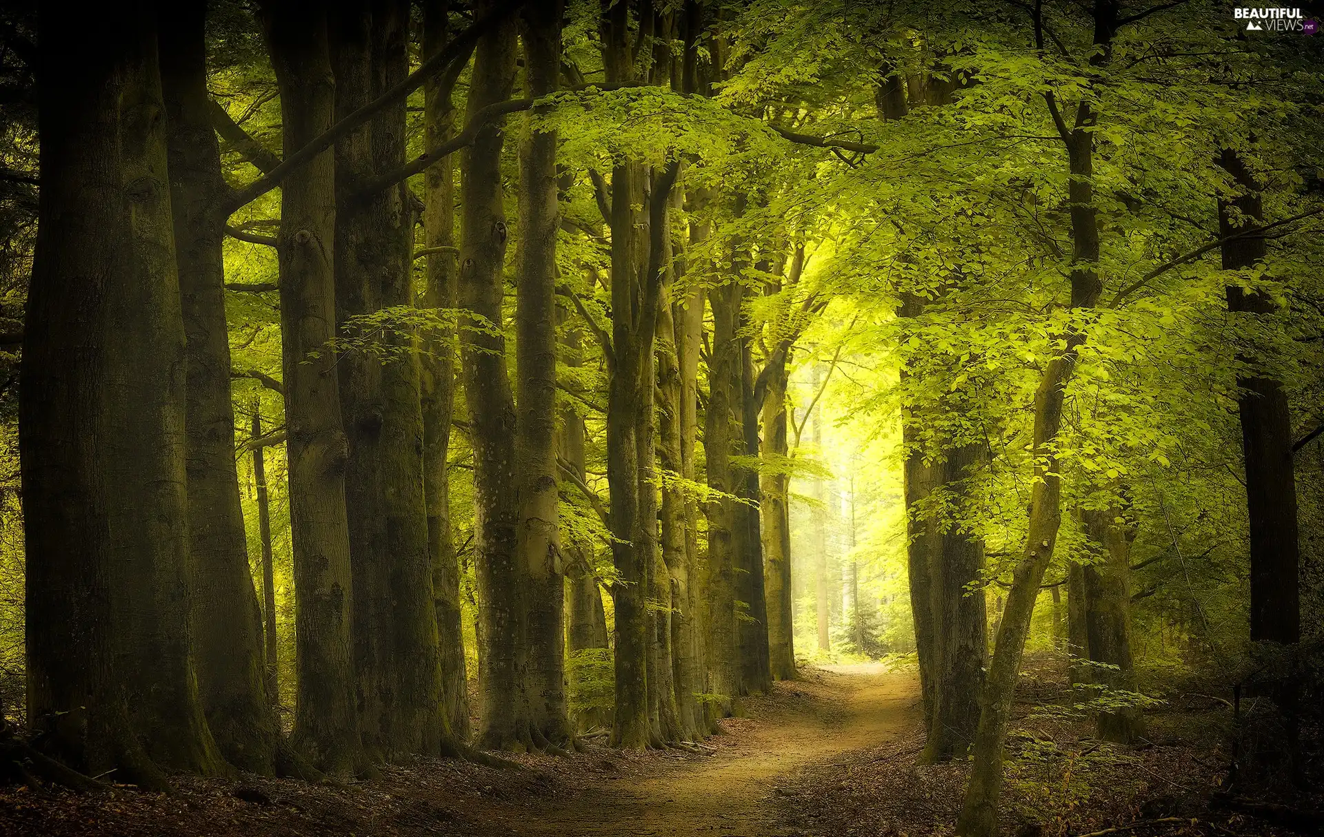 viewes, forest, sunny, day, Path, trees