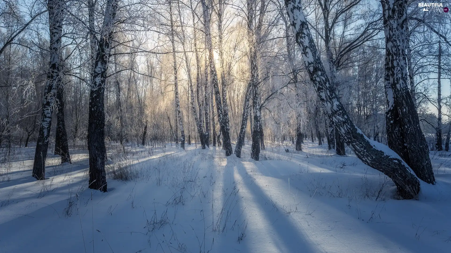 forest, trees, sunny, day, winter, viewes