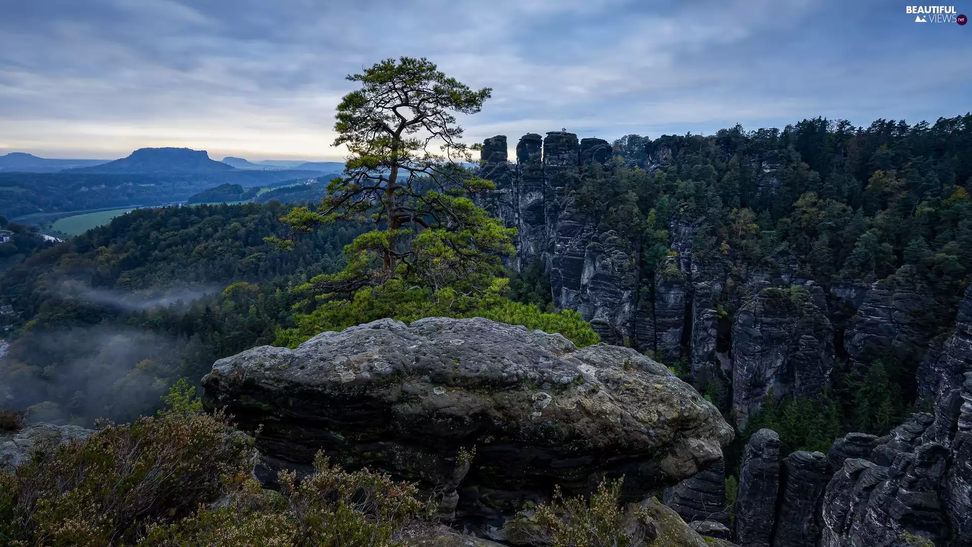 Plants, trees, Germany, viewes, Saxon Switzerland National Park, rocks, Děčínská vrchovina, pine