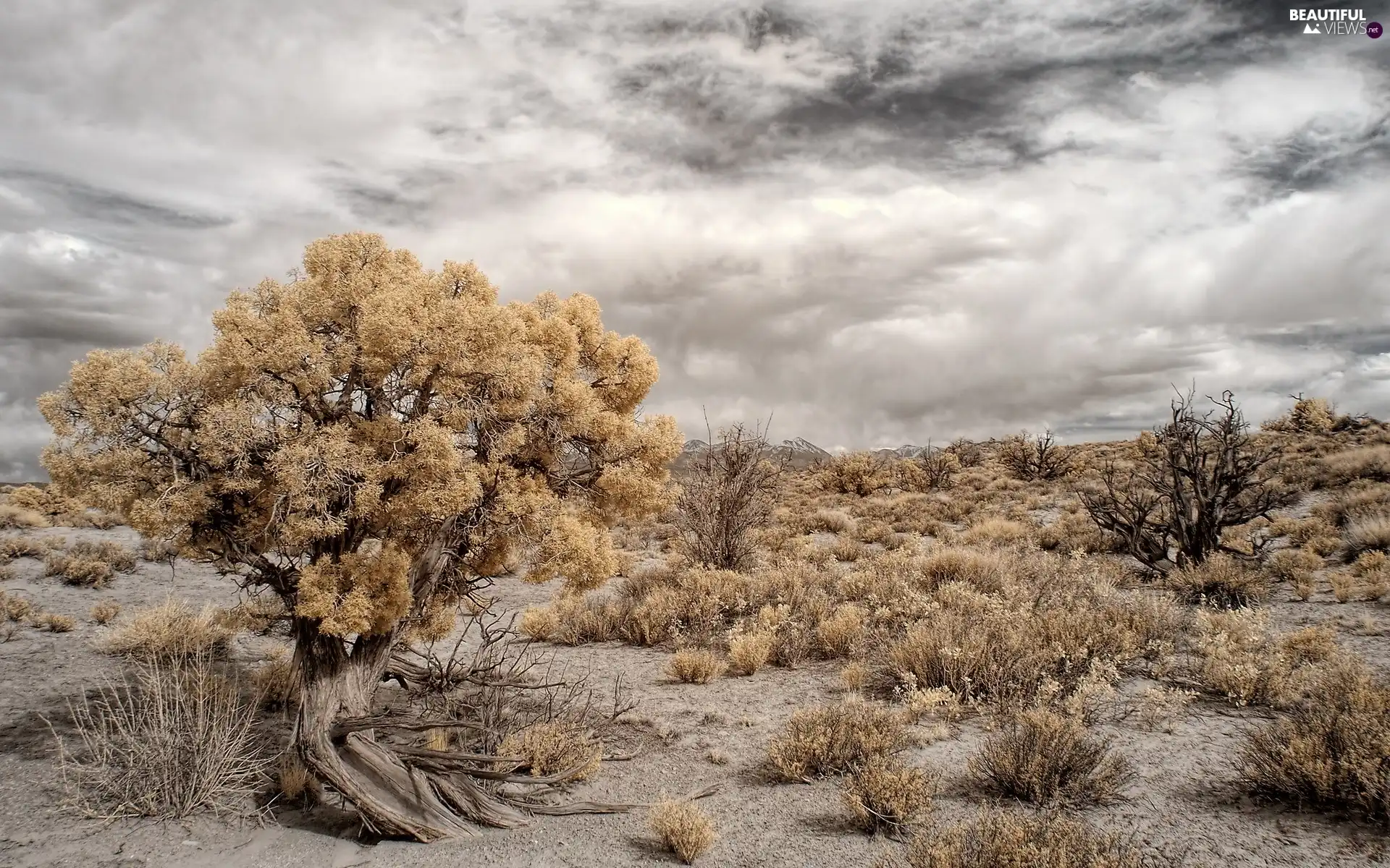 clouds, viewes, Desert, trees