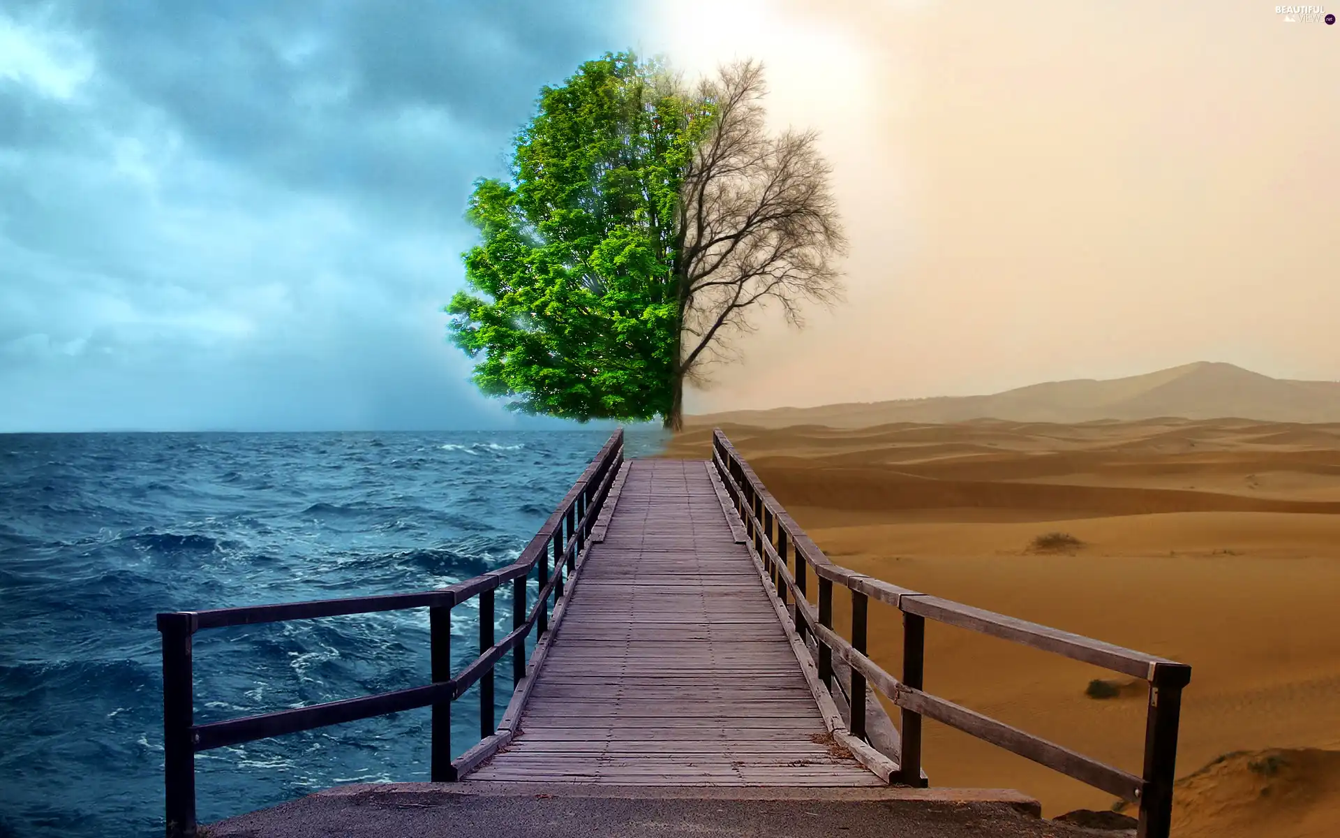 Desert, trees, sea
