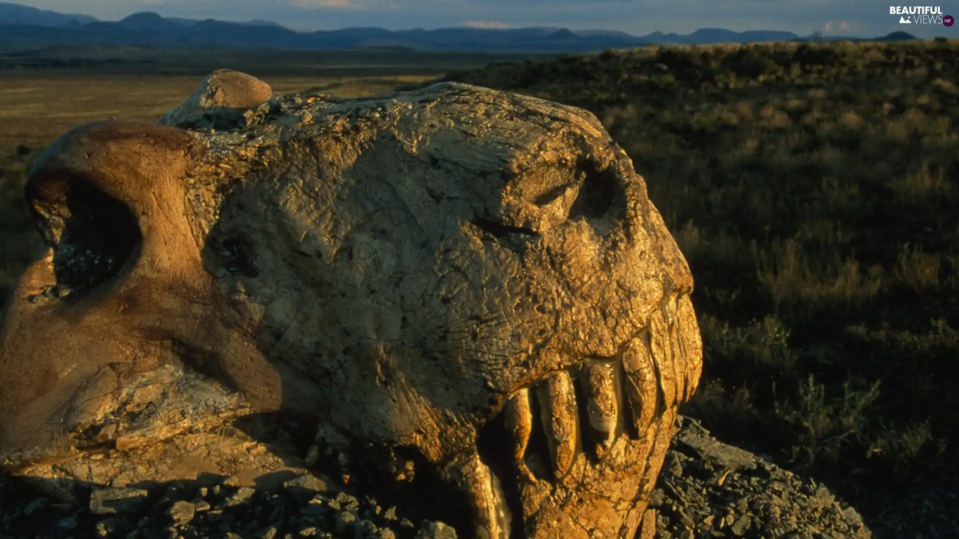 dinosaur, mountains, skull