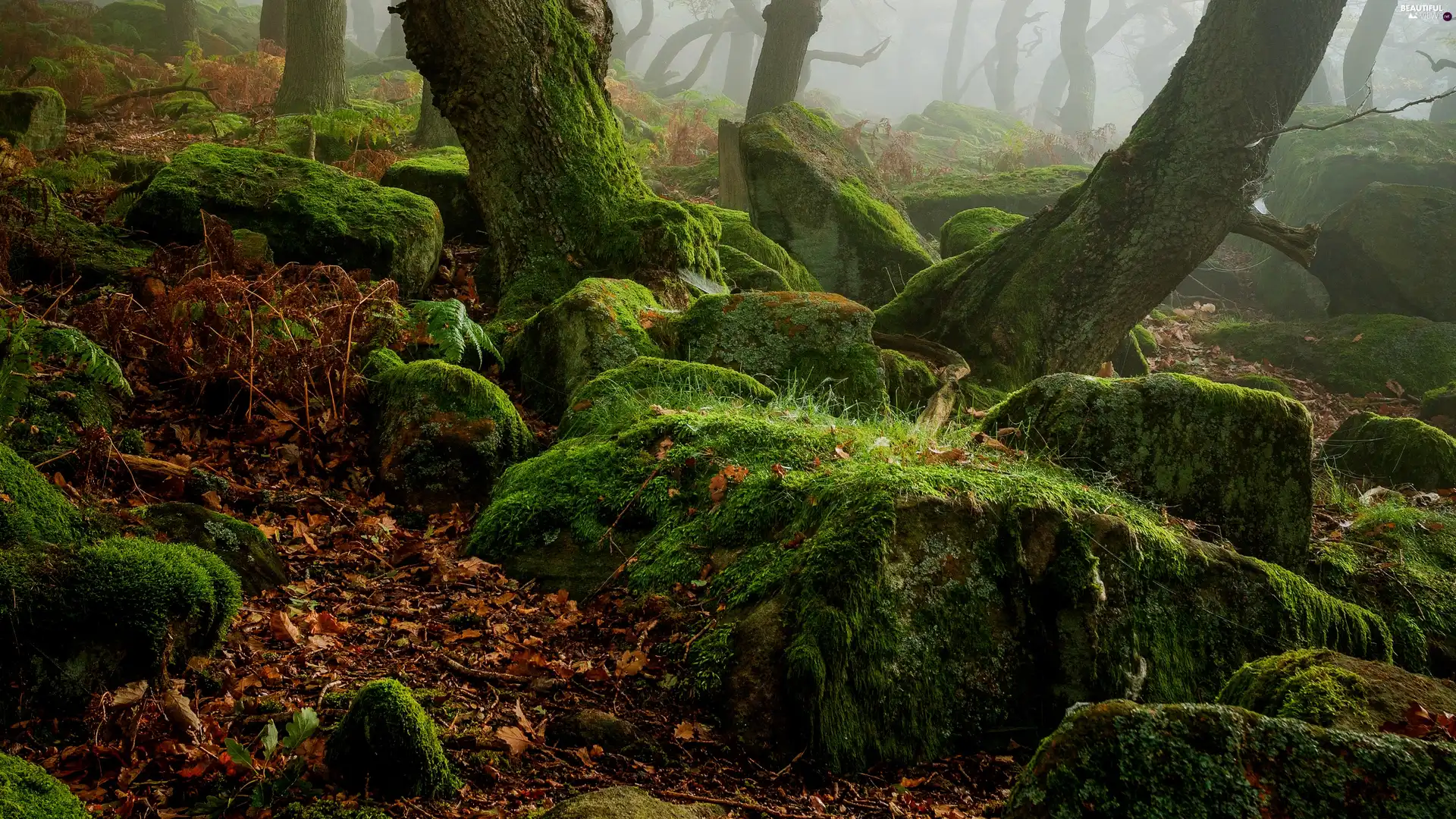 mossy, Stems, England, Fog, County Derbyshire, Stones, forest, Peak District National Park