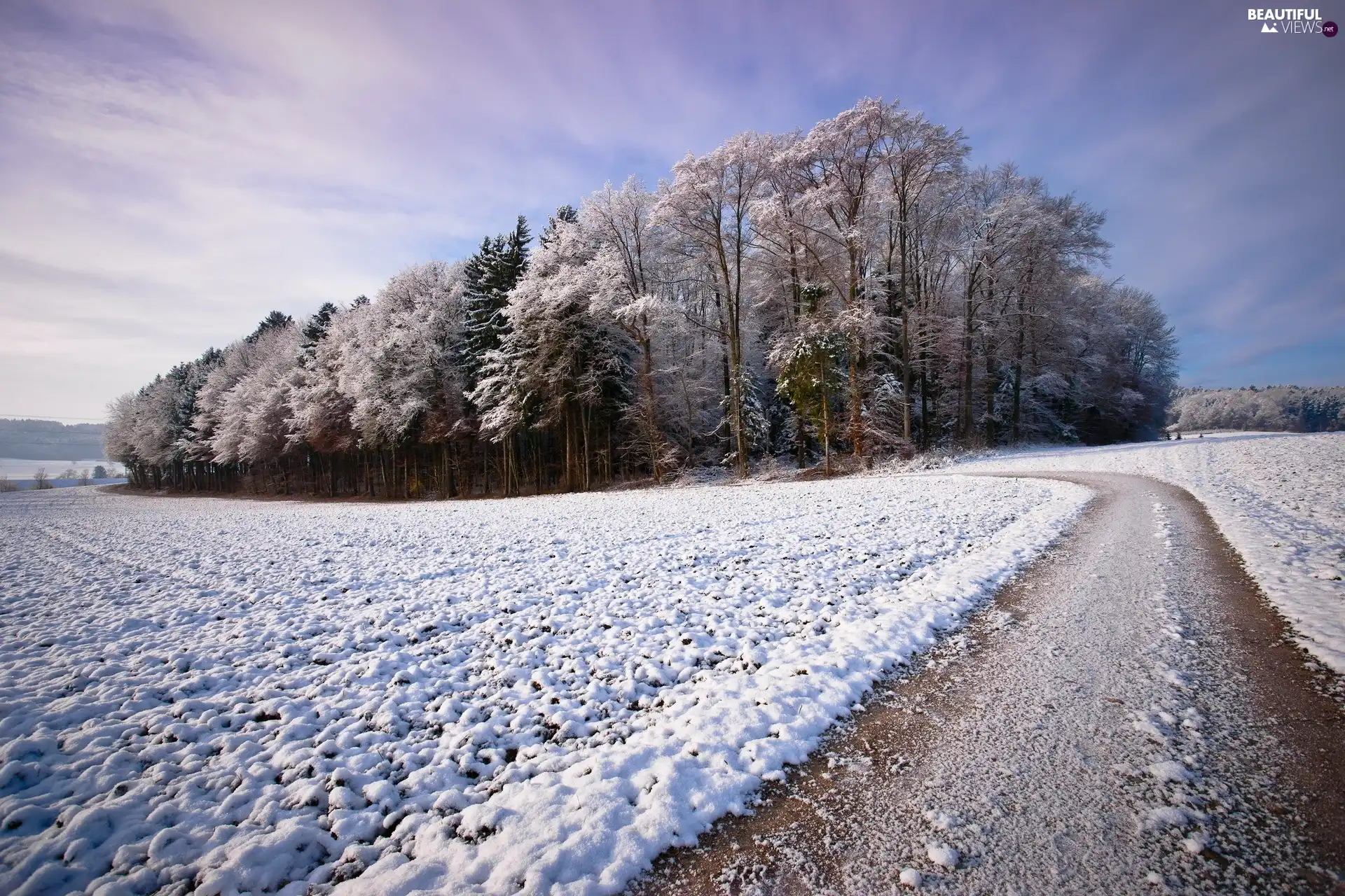 Do, forest, field, Way, Snowy