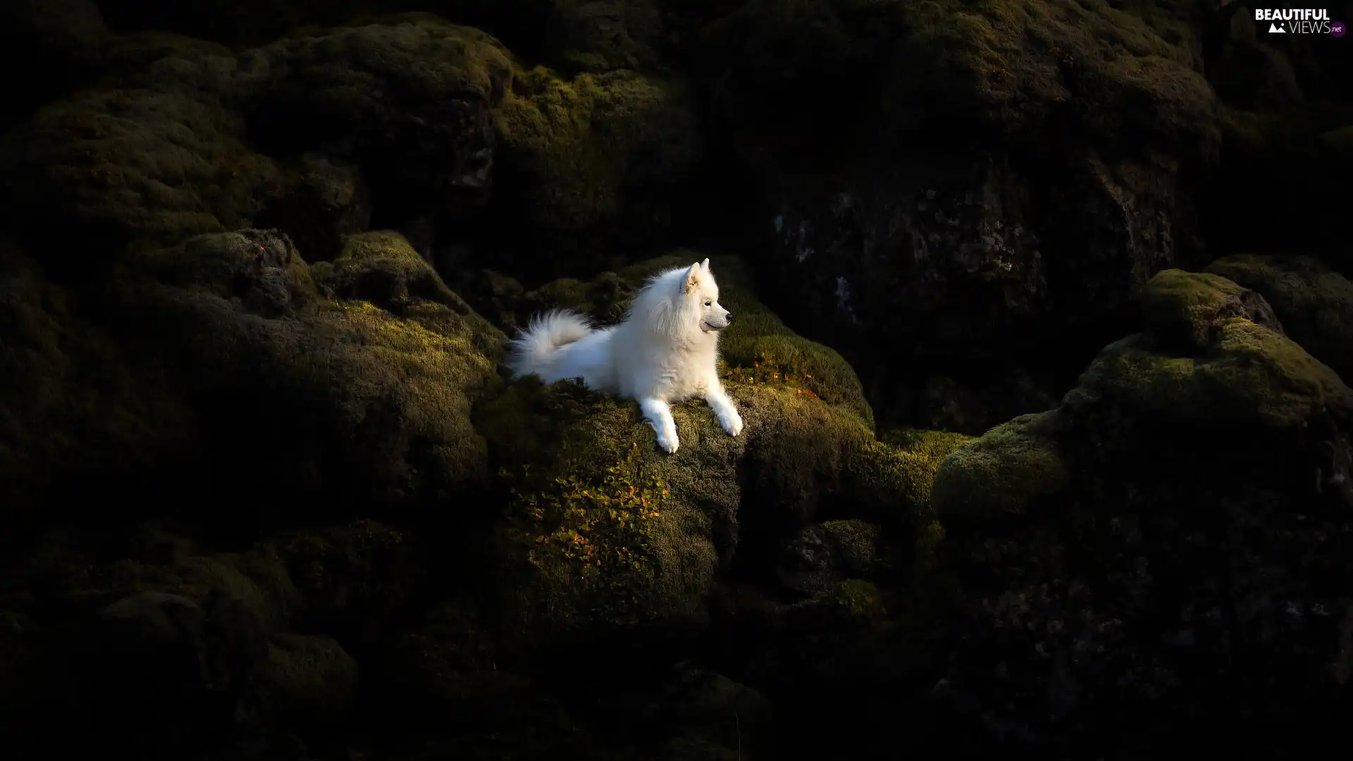 White, Samojed, rocks, dog