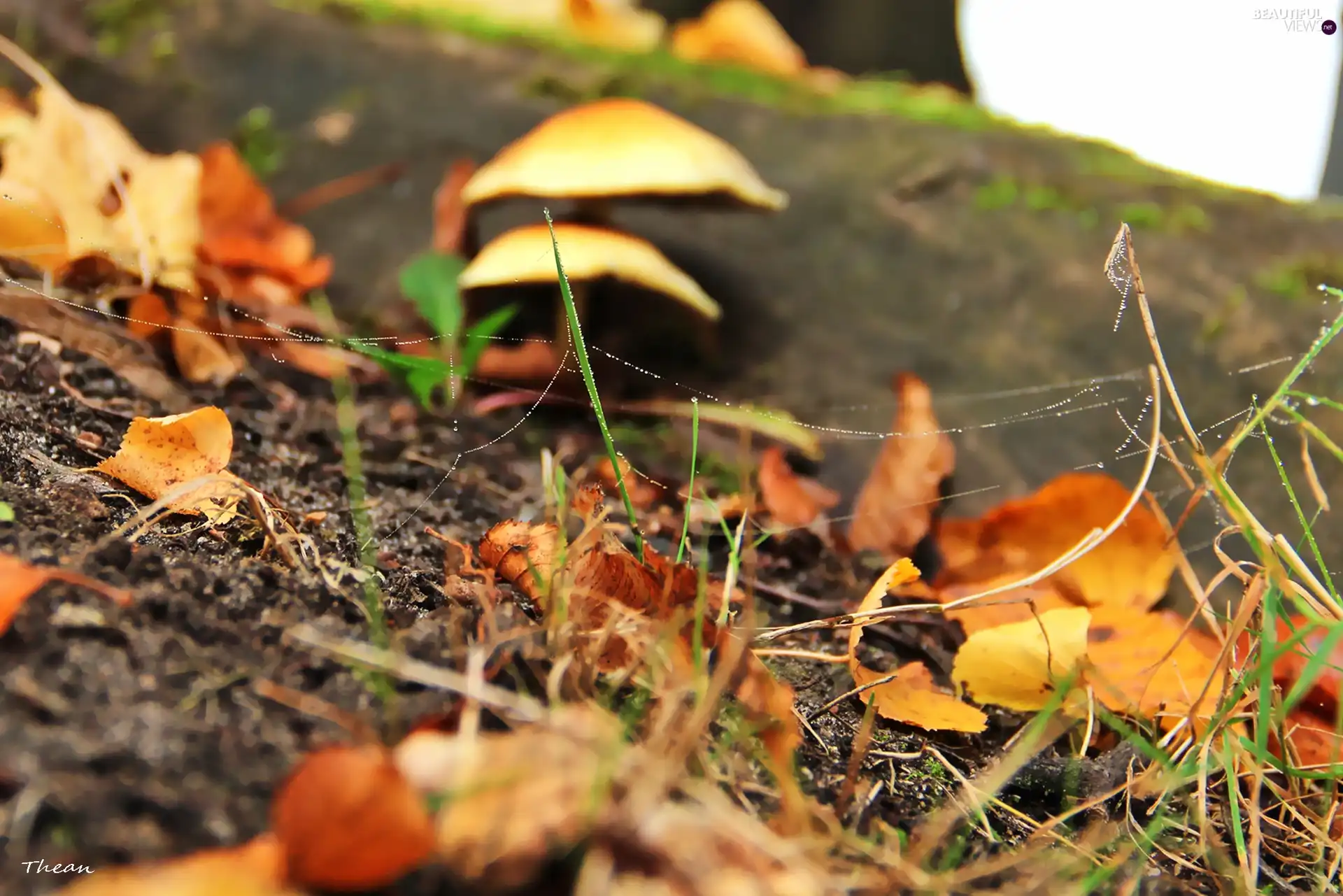 dry, cobweb, drops, leaves