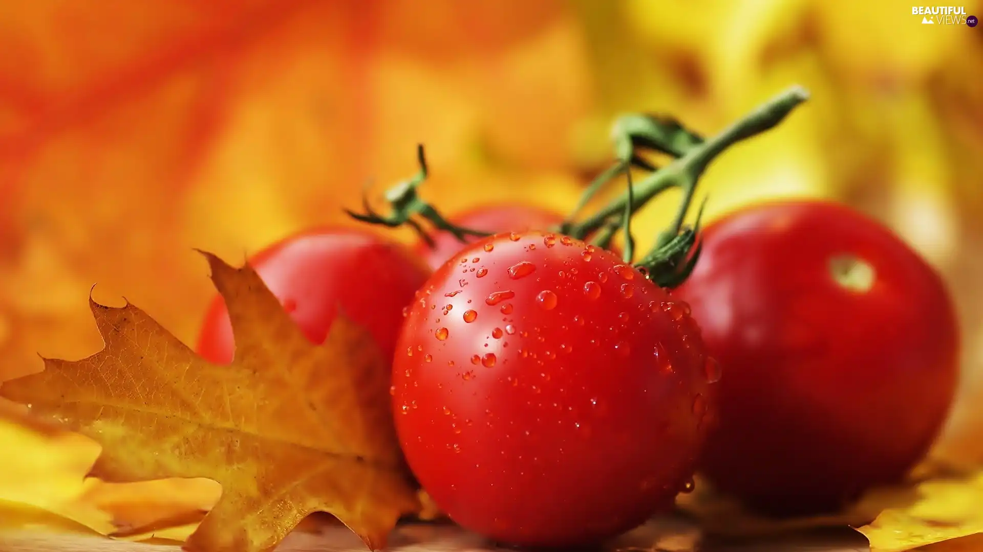 tomatoes, oak, drops, leaf