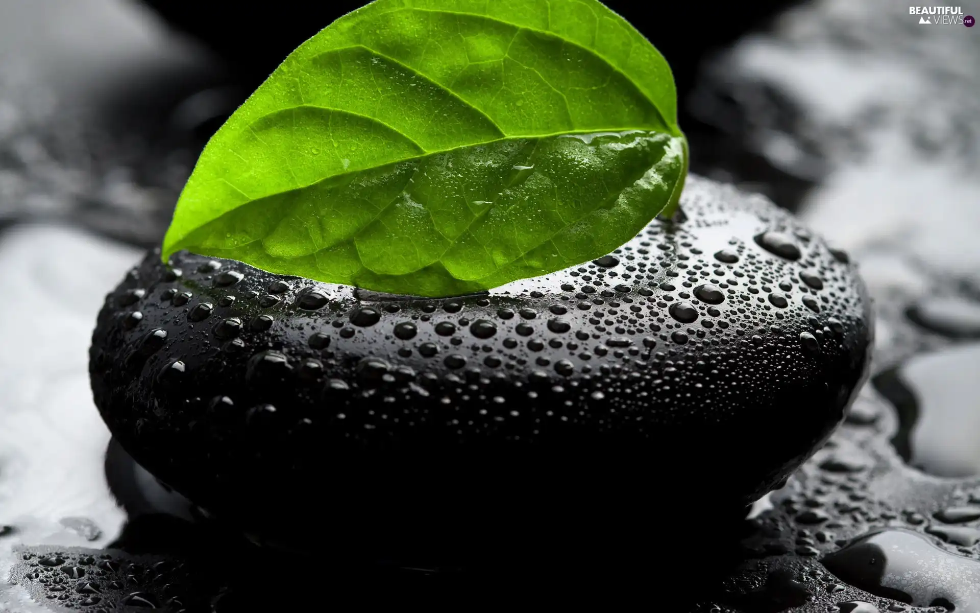 drops, water, Stone, leaf, Black