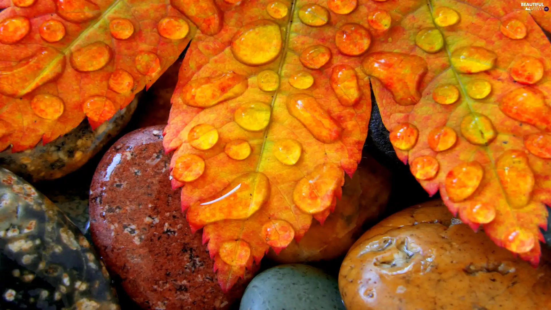 drops, water, Leaf, Stones, Yellow