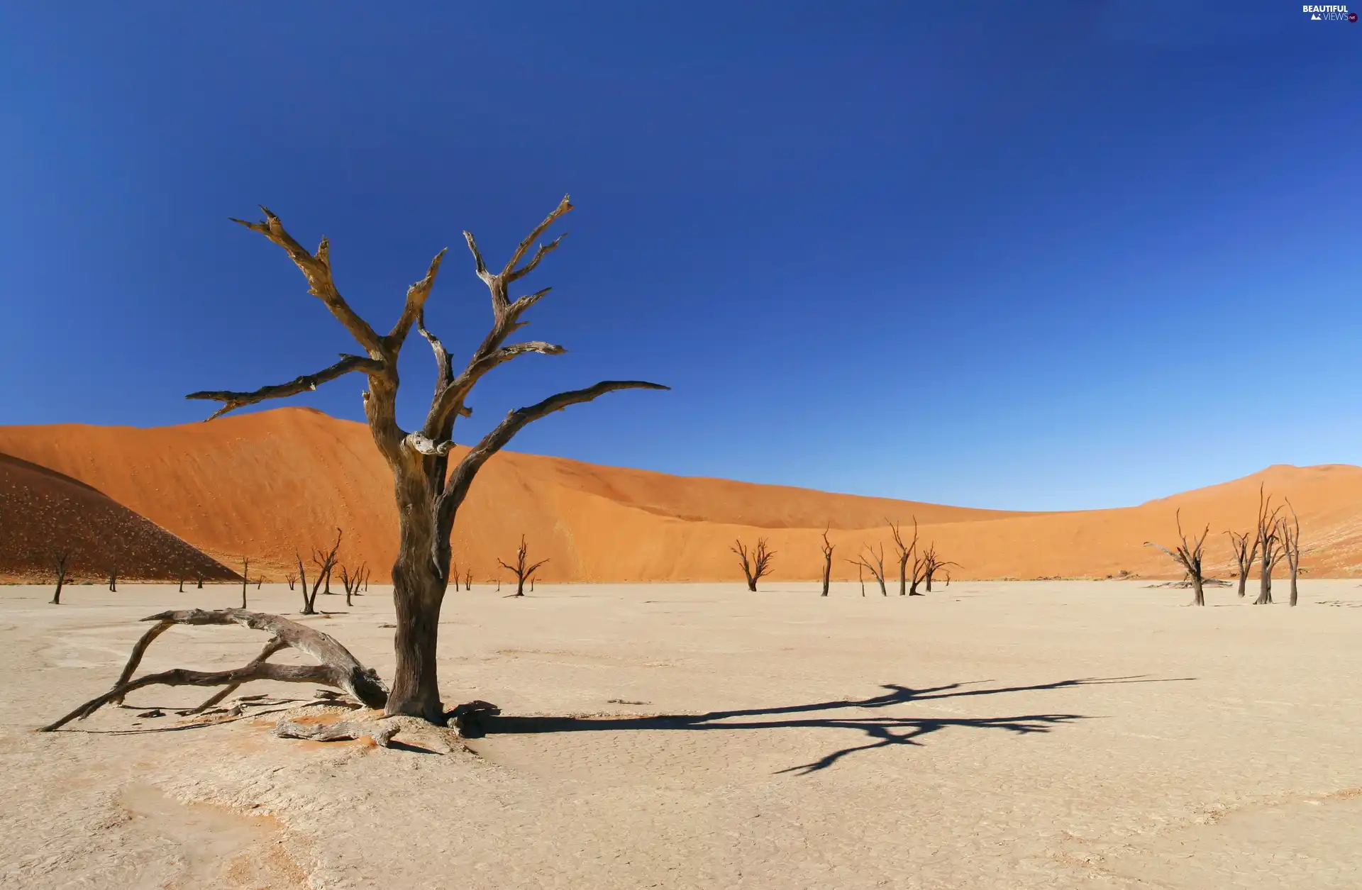 drought, Desert, trees