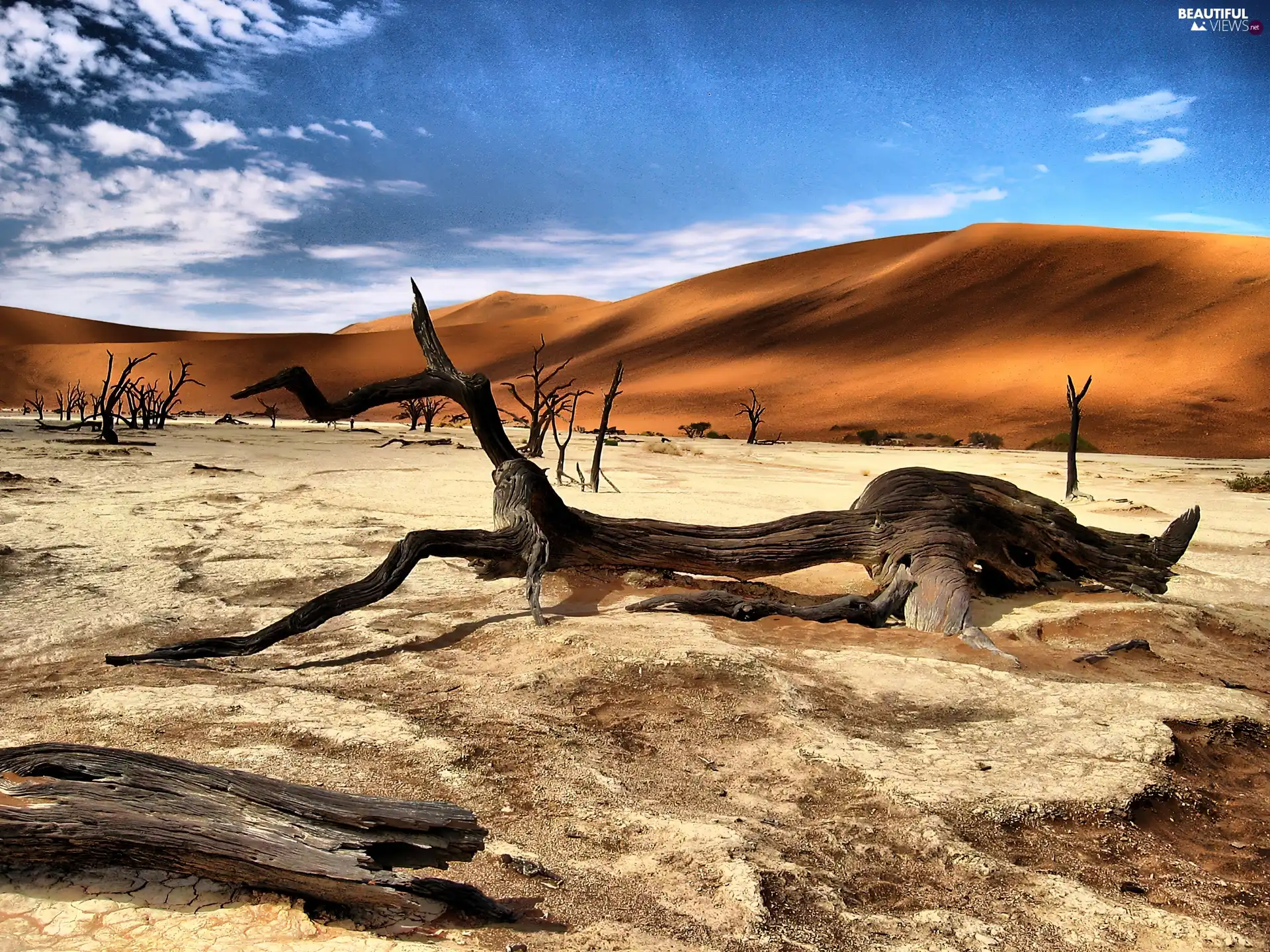 Lod on the beach, Desert, dry