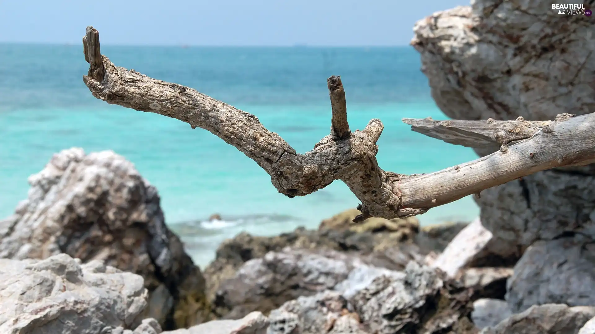 dry, branch, Waves, rocks, sea