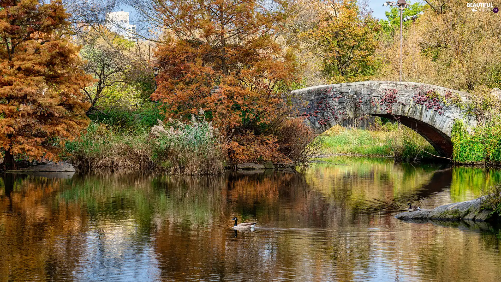 trees, Pond - car, Plants, bridge, autumn, viewes, duck