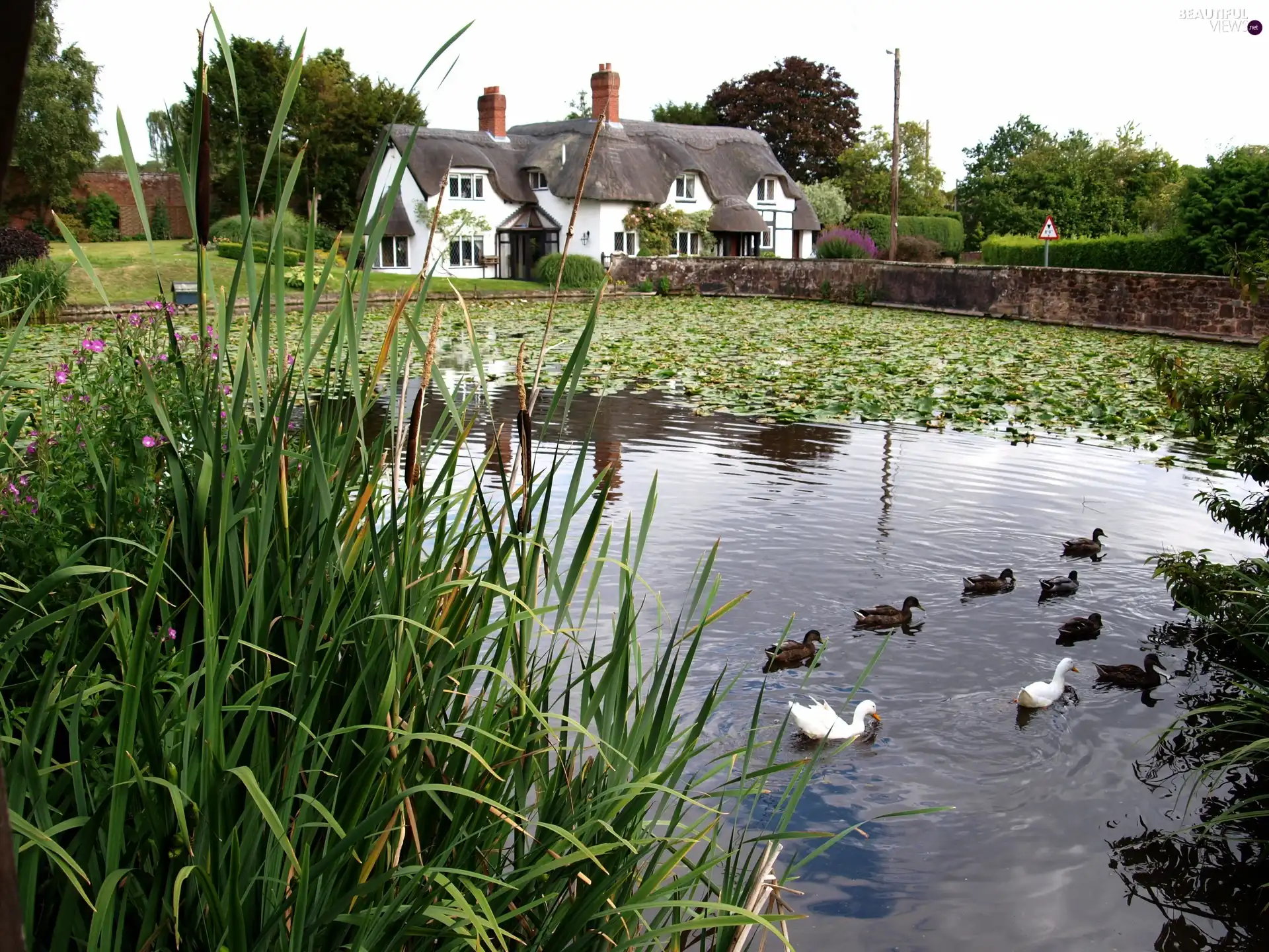 house, Pond - car, ducks, Ireland