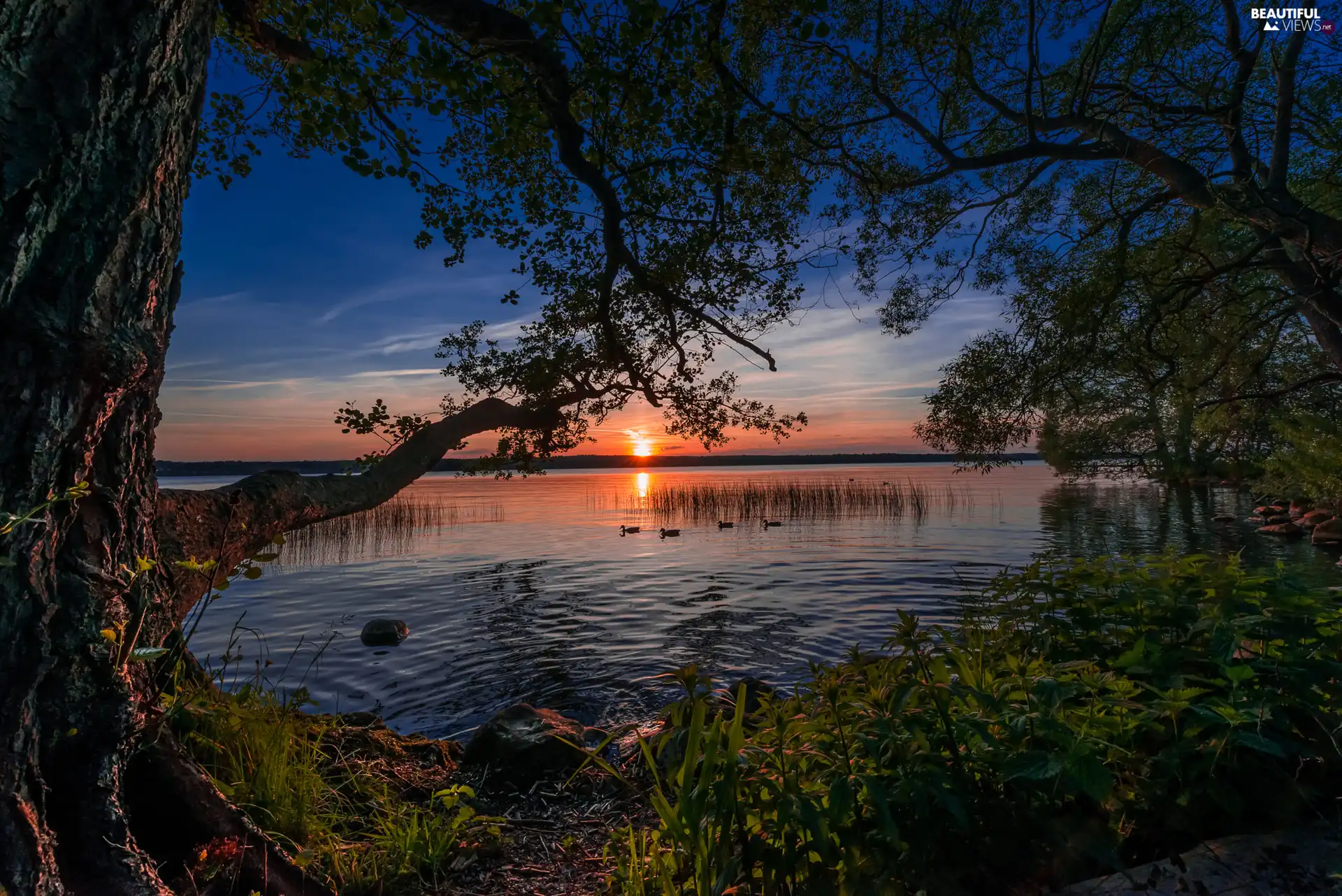 viewes, Great Sunsets, ducks, trees, lake