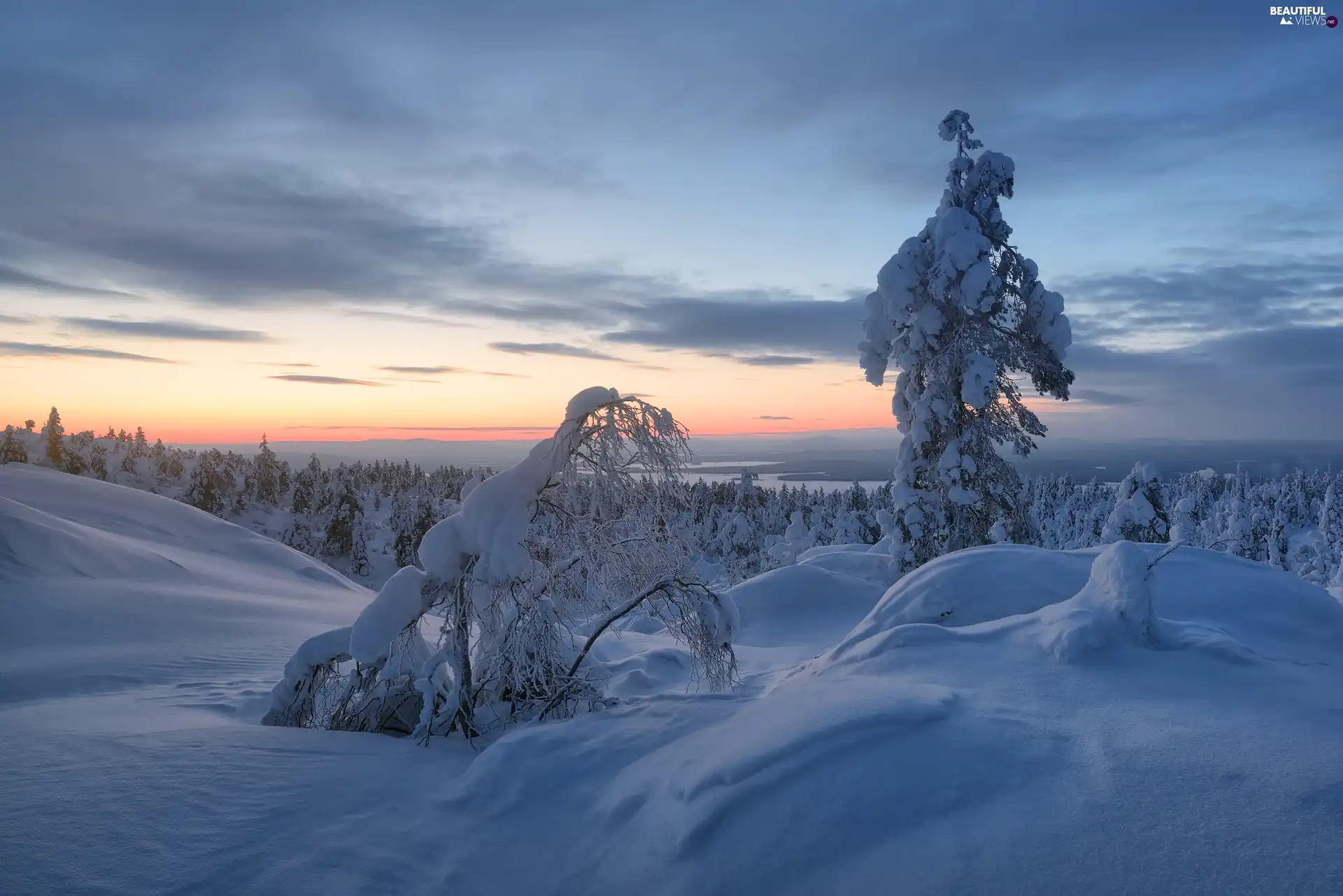 trees, winter, Snowy, Dusk, viewes, snow