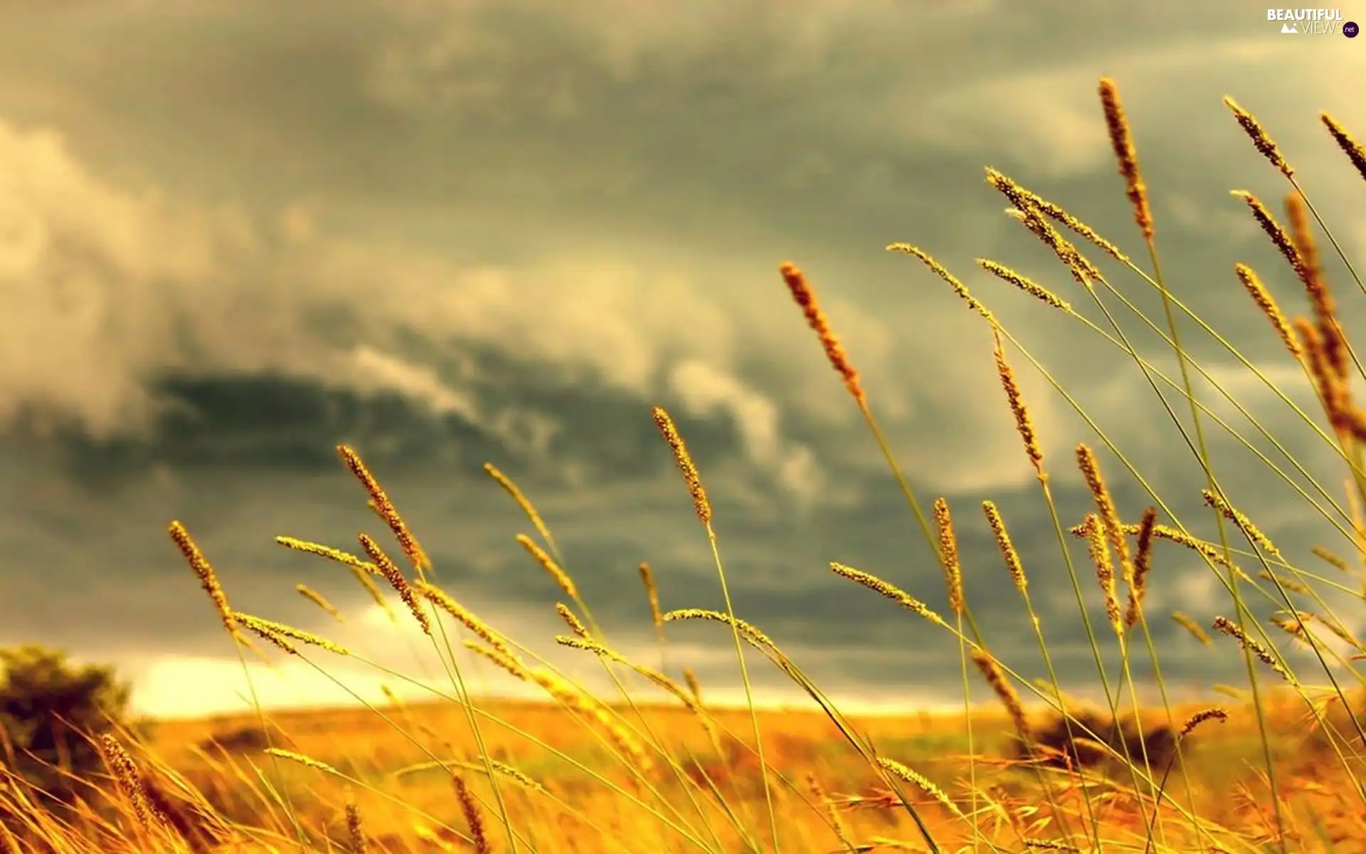 Ears, Field, Golden