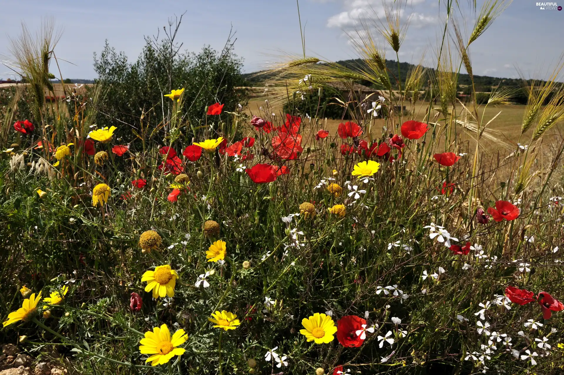 Meadow, Wildflowers, Ears, Flowers