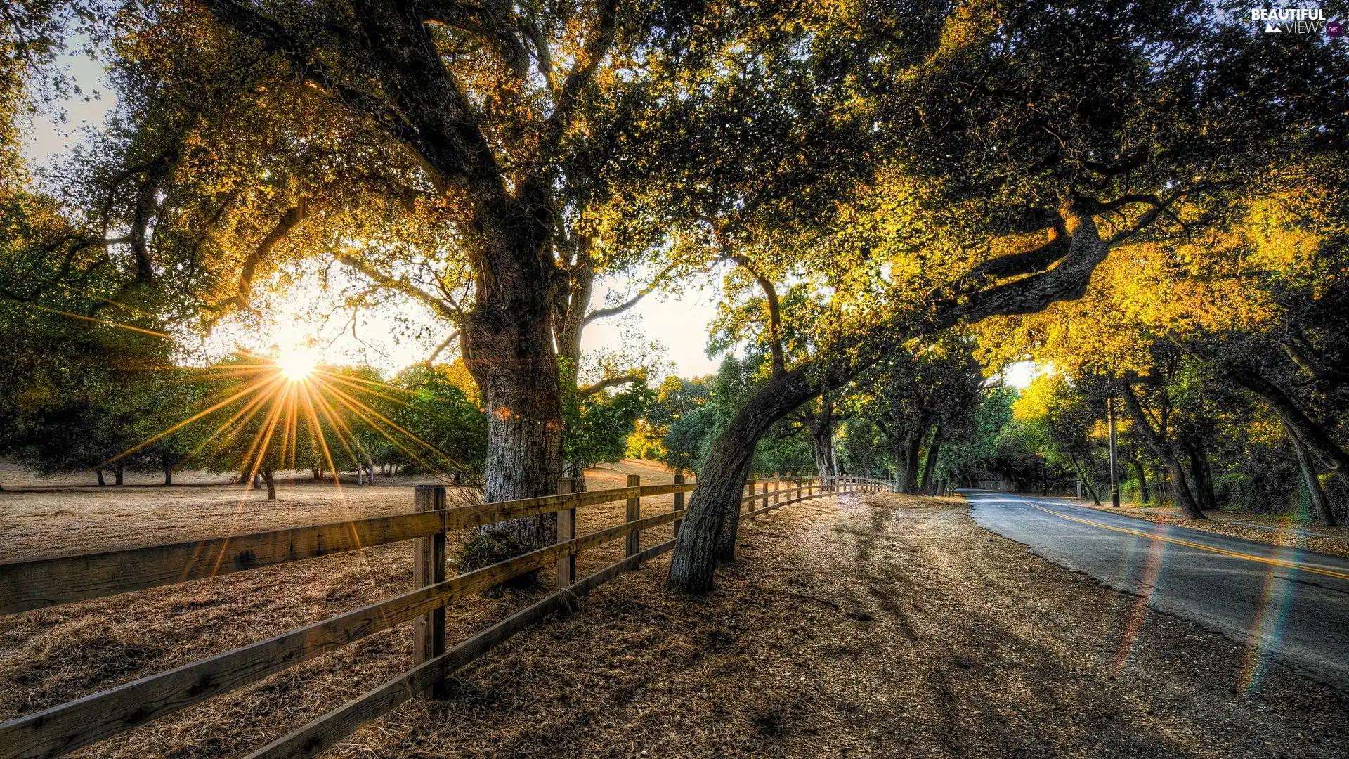 east, sun, trees, viewes, Way