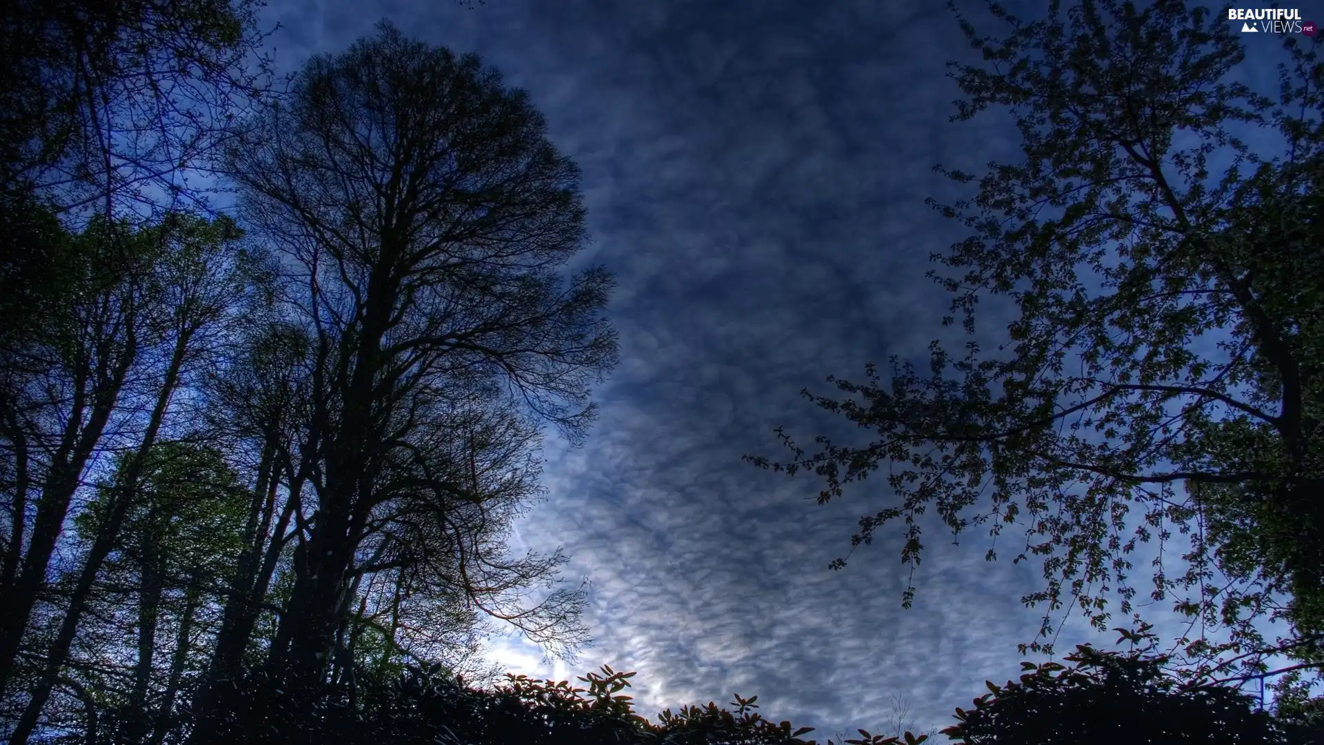 high, viewes, evening, trees