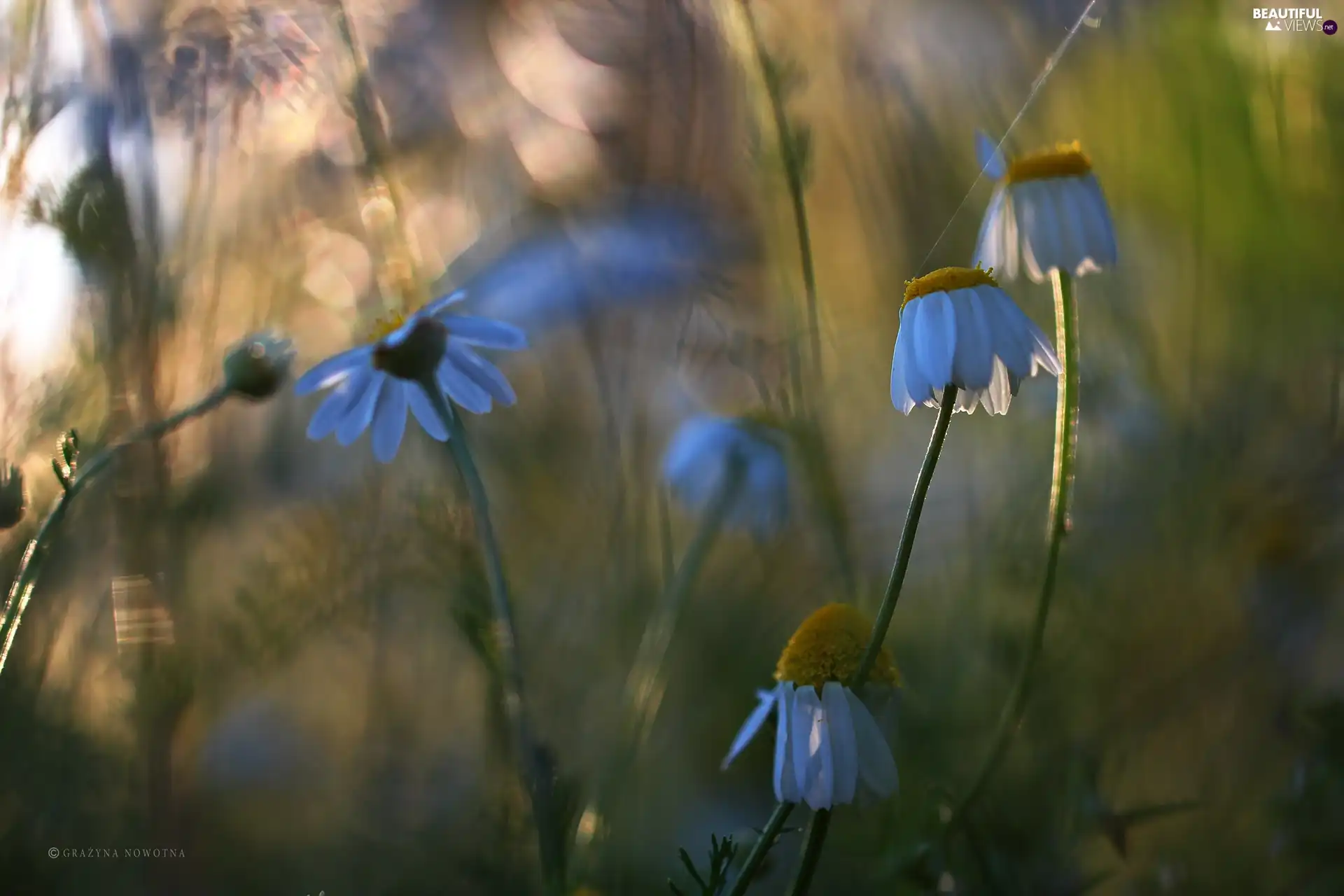 evening, chamomile, Meadow