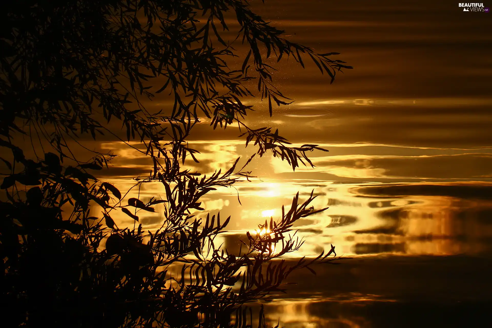 evening, reflection, water, Great Sunsets, Leaf