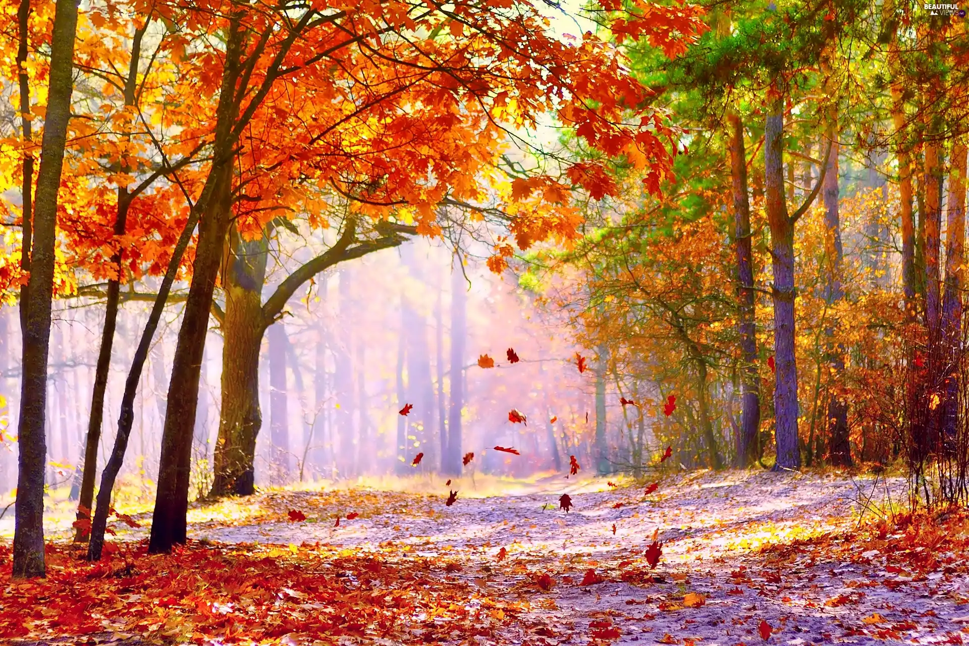 fallen, Leaf, forest, Fog, autumn