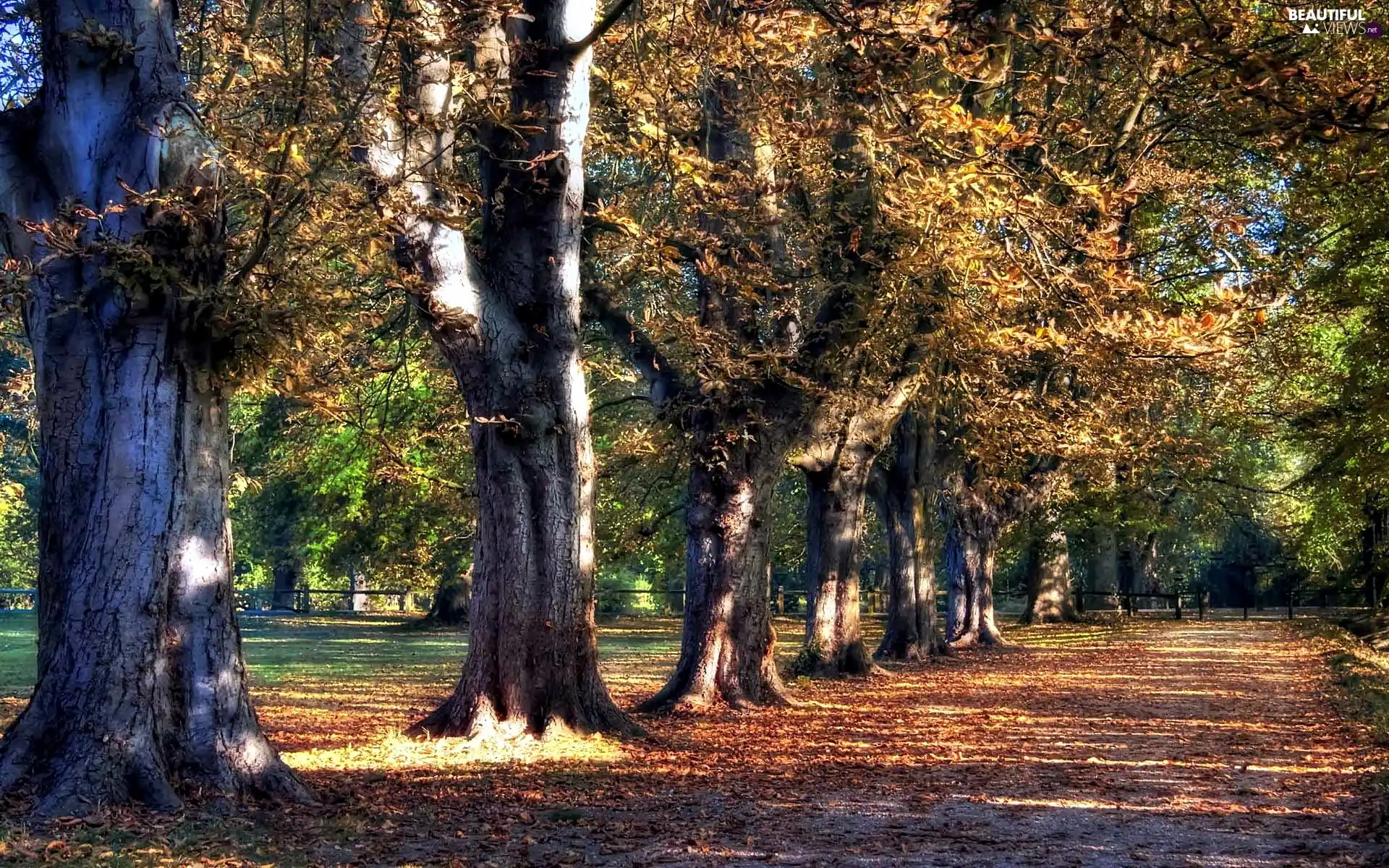 alley, autumn, fallen, Leaf, oaks, Park