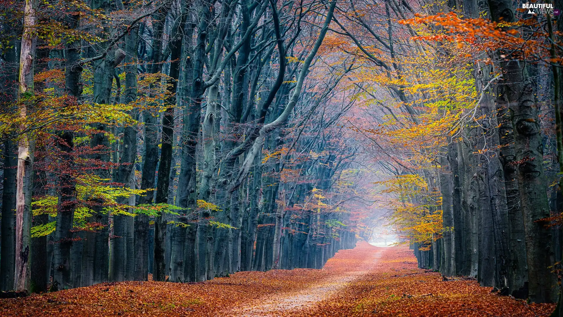 Leaf, Way, viewes, fallen, forest, trees, alley