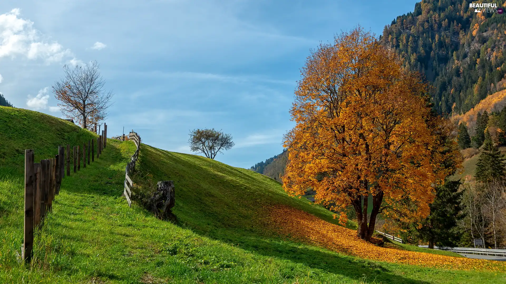 trees, fallen, autumn, Leaf, fence, Autumn, Hill, Fance