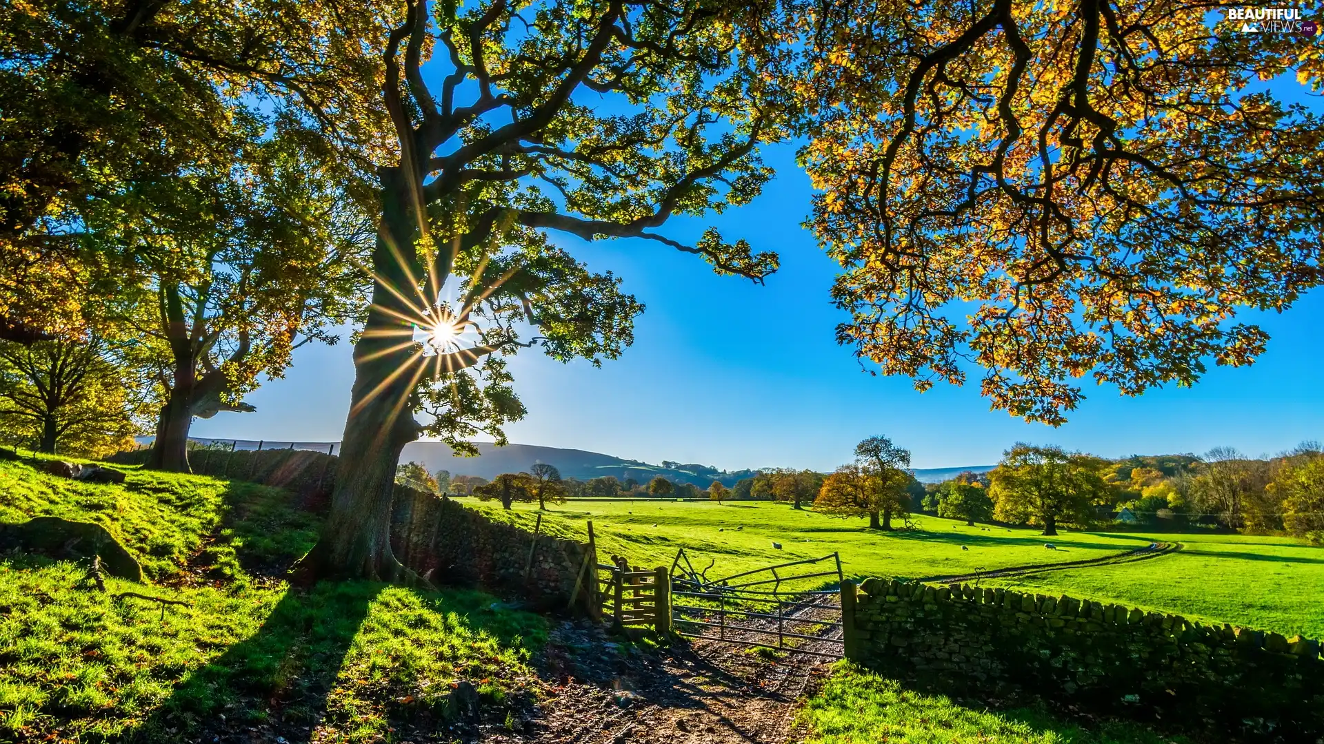 Fance, Meadow, viewes, rays of the Sun, trees, Way