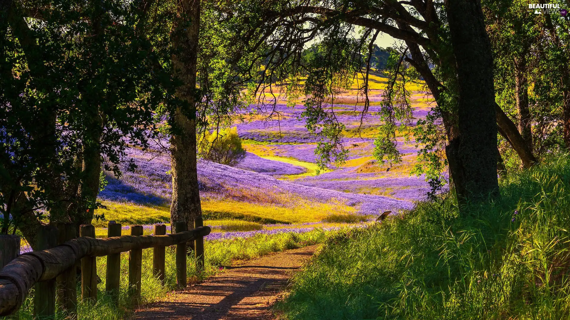 viewes, Way, Flowers, Fance, Meadow, trees