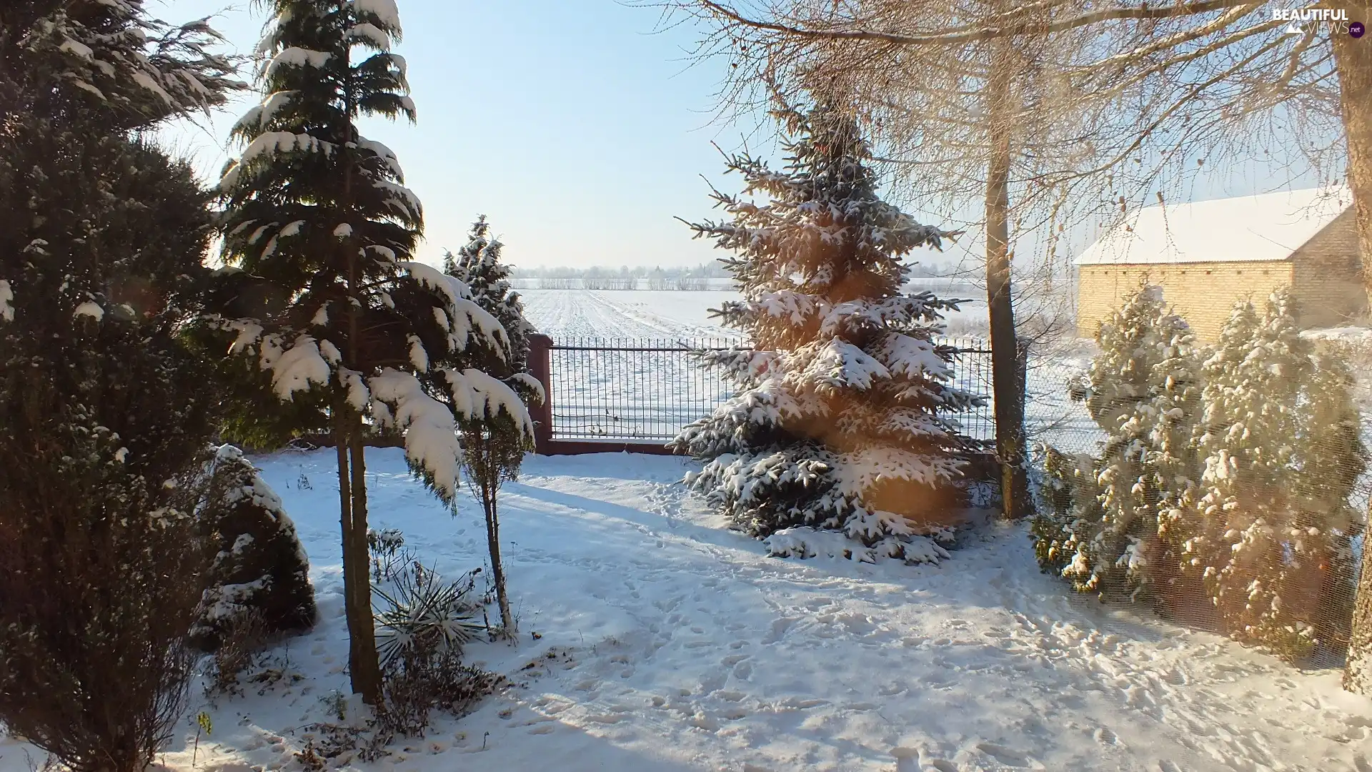 trees, snow, Fance, viewes