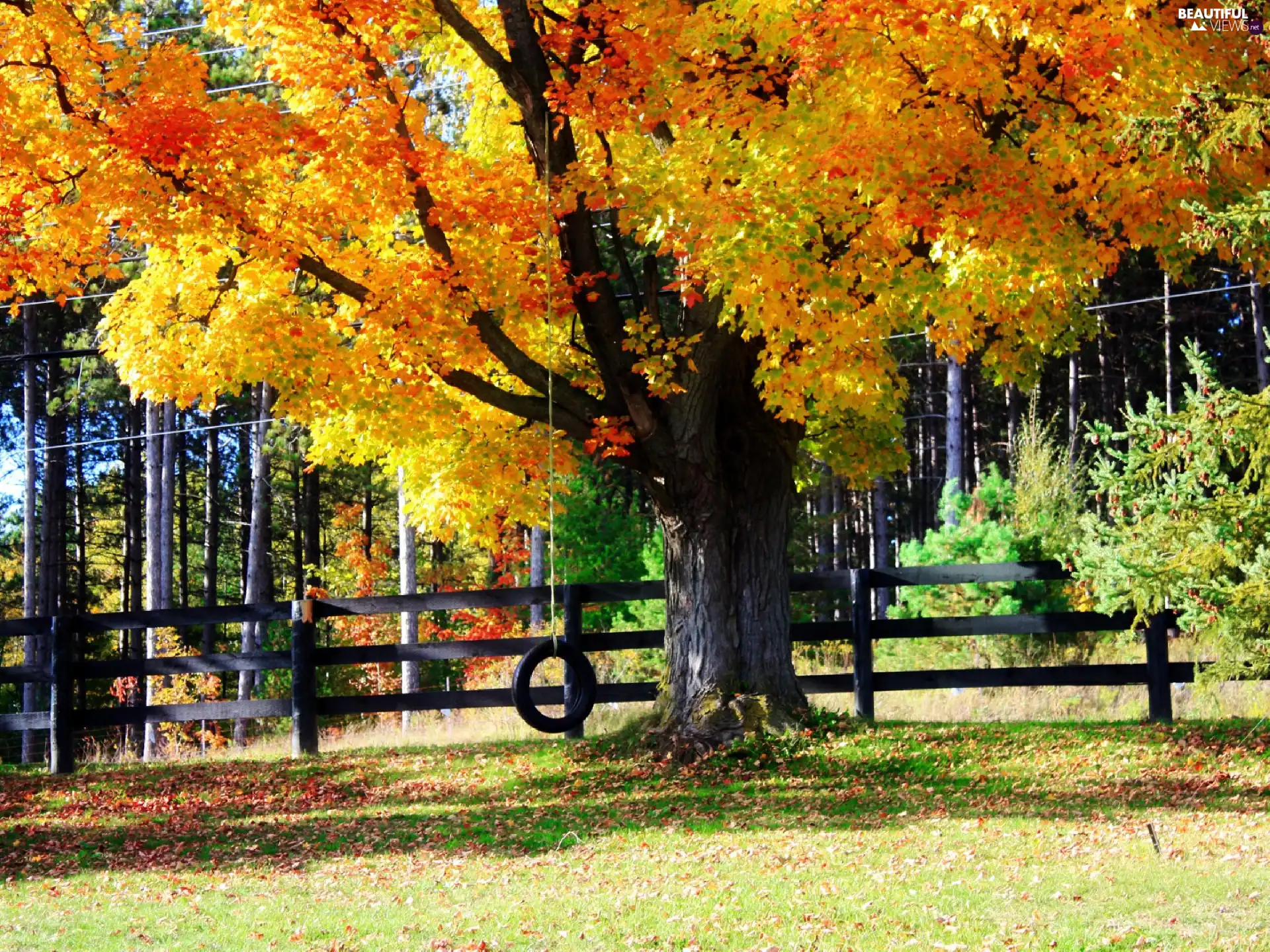 trees, Fance