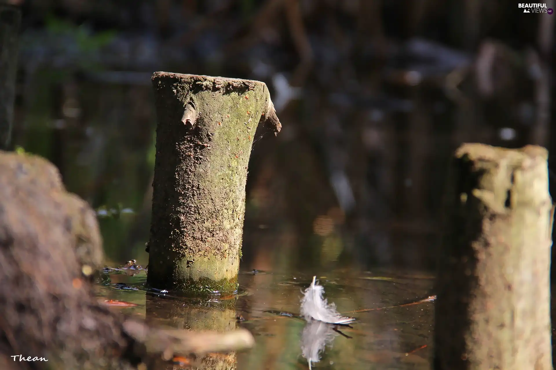 wooden, water, feather, pal