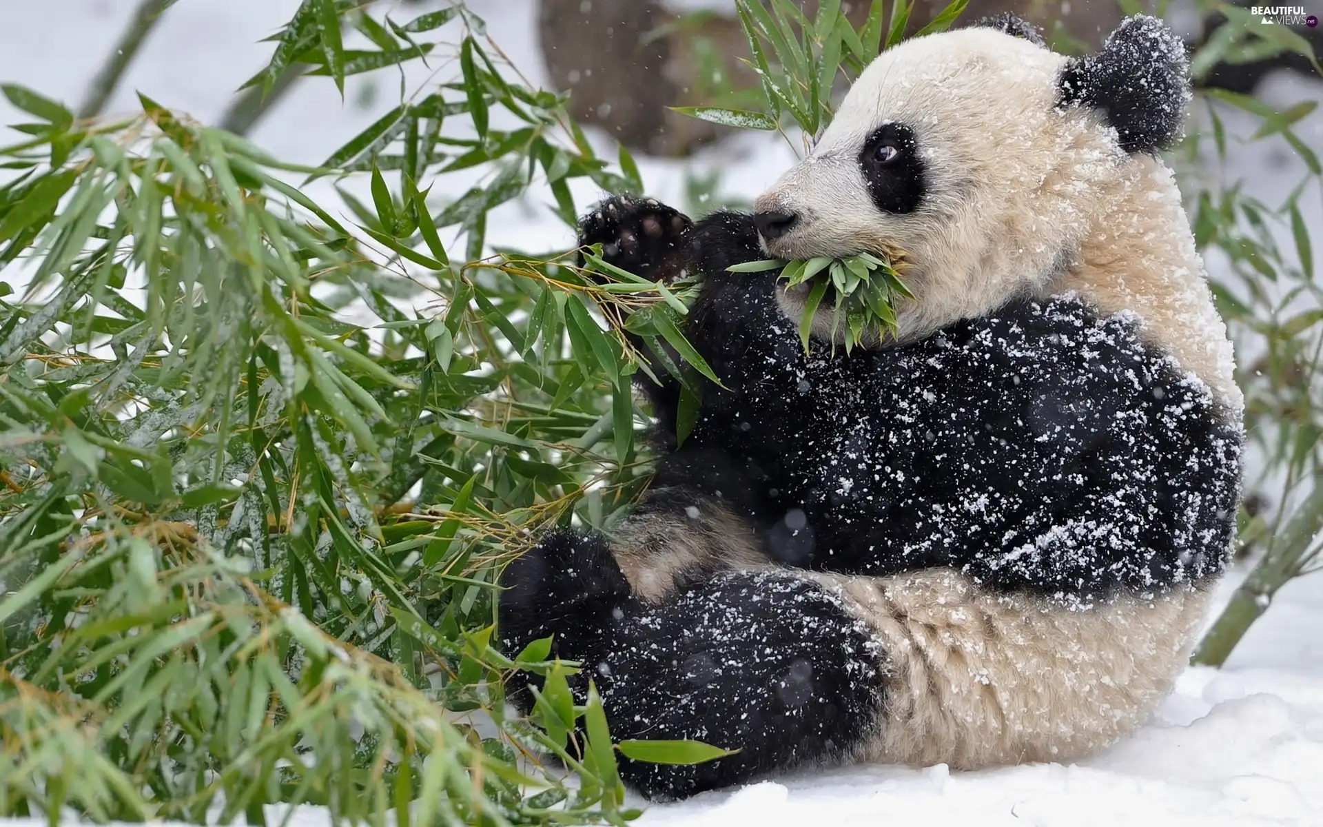 feed, winter, zpabda, branch, teddy bear