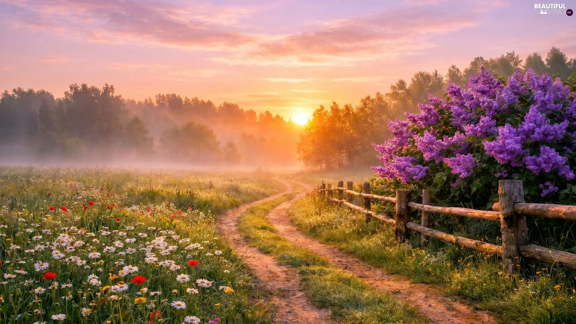 without, Way, trees, Sunrise, Fog, Ai, fence, Flowers, Meadow, summer, viewes