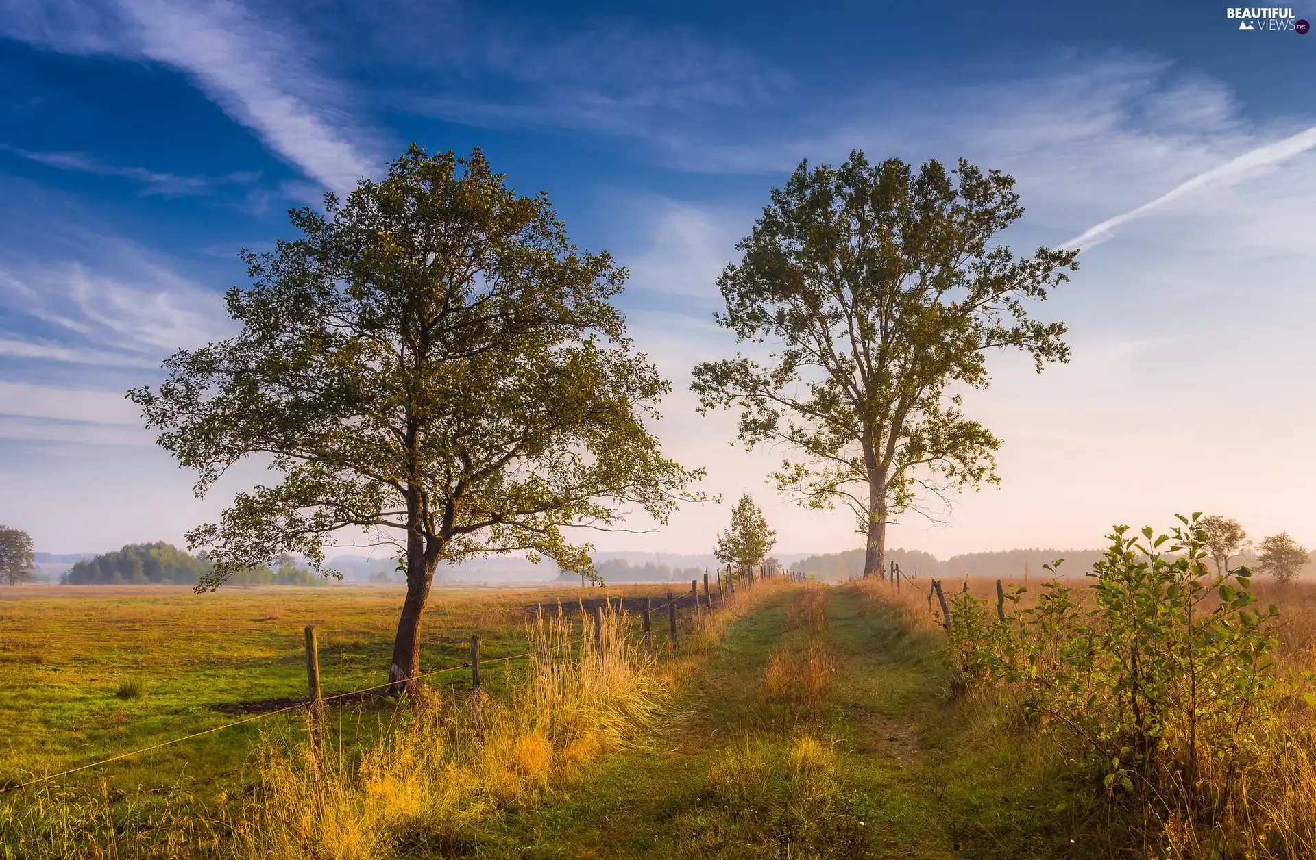 grass, Way, viewes, fence, trees, Meadow