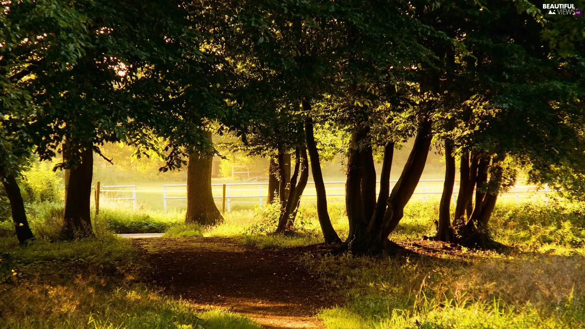 Path, viewes, fence, trees
