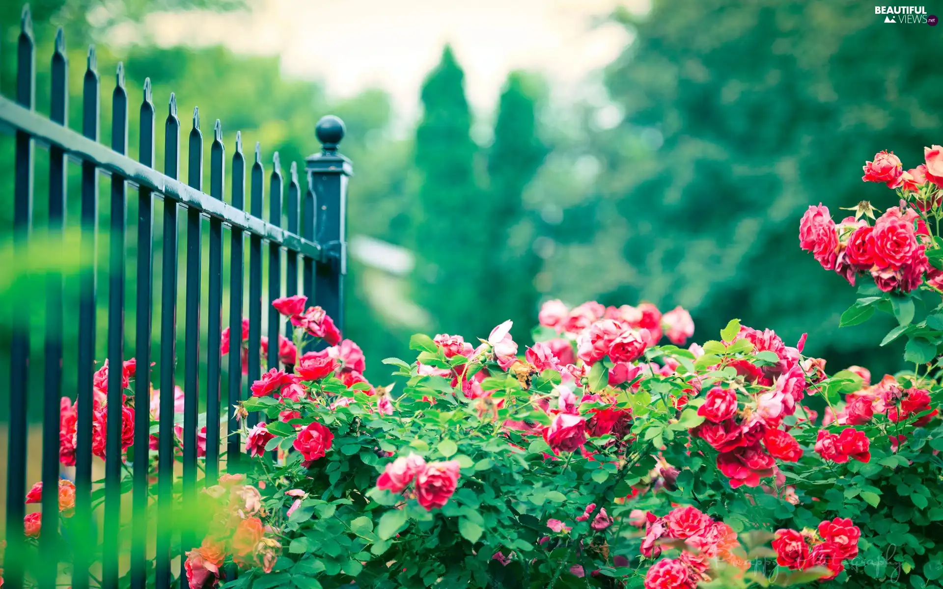 fence, Park, roses