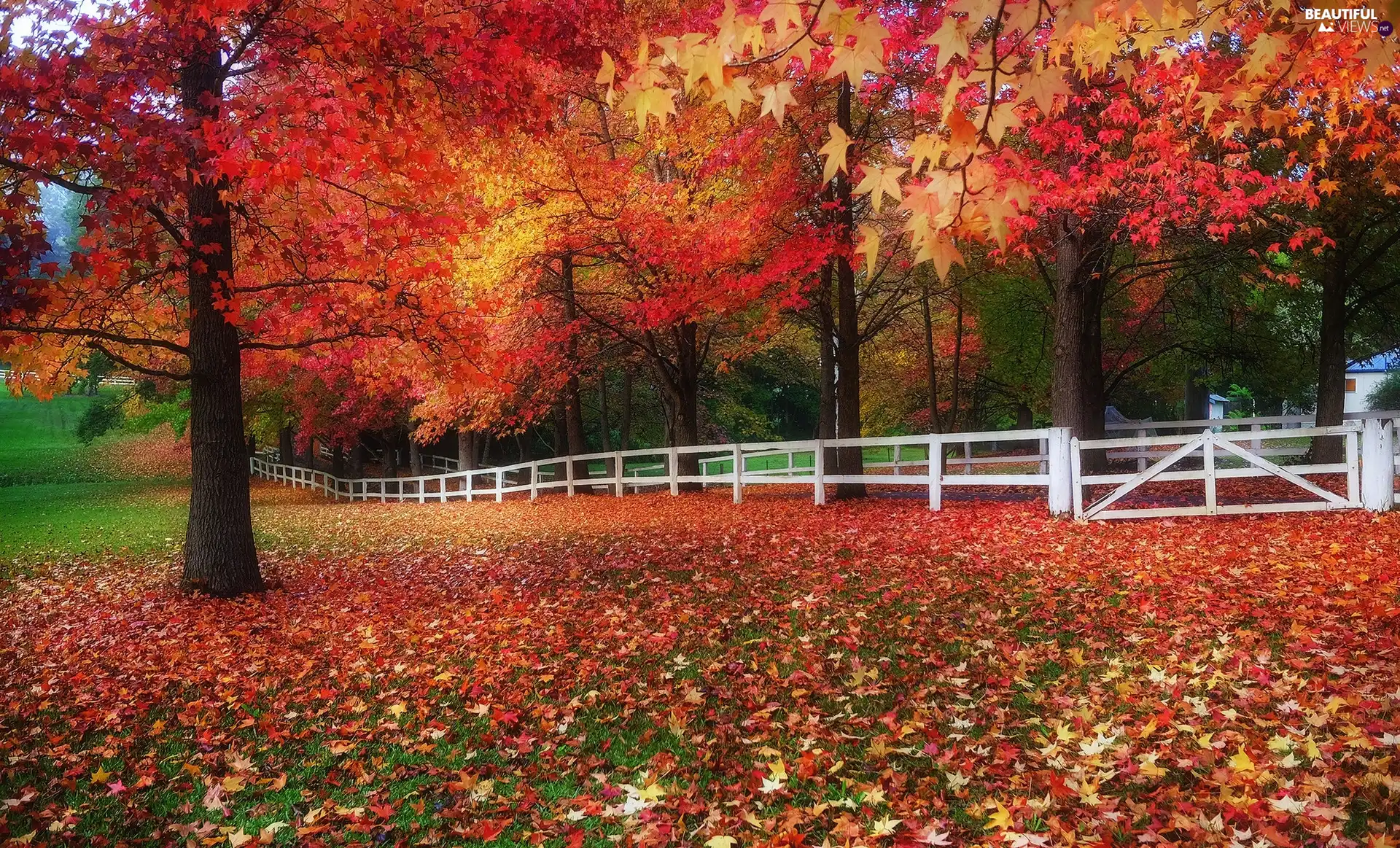 viewes, Park, Leaf, fence, autumn, trees