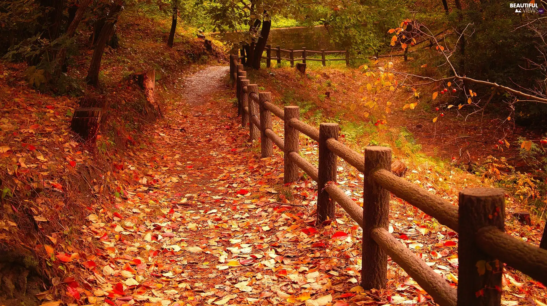 viewes, autumn, Way, fence, Leaf, trees