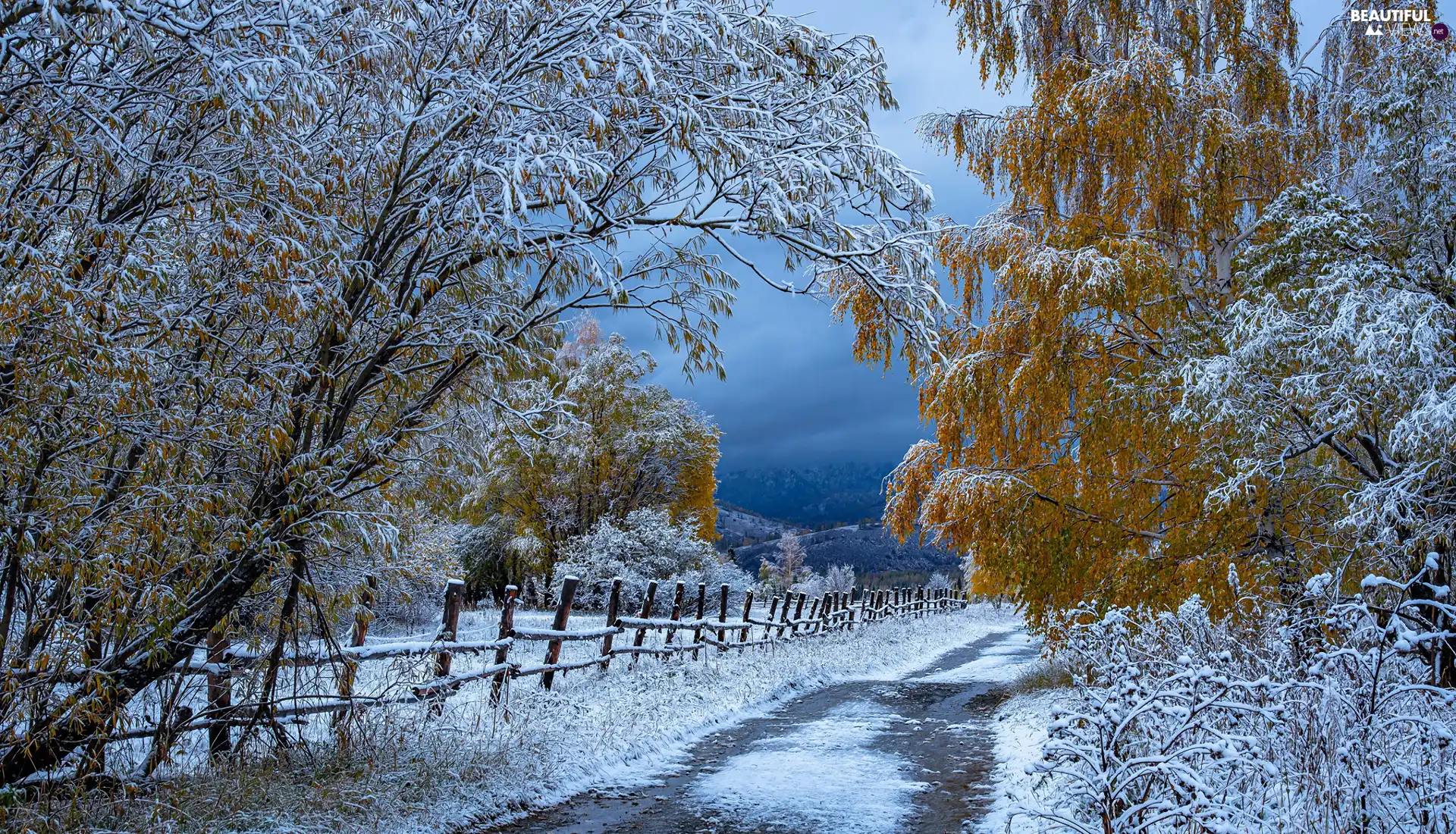 Way, fence, trees, viewes, winter