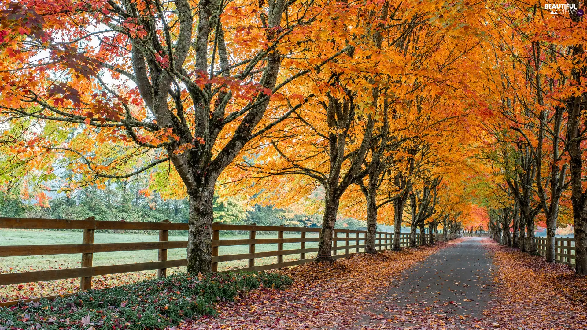 alley, trees, autumn, fence, Way, viewes