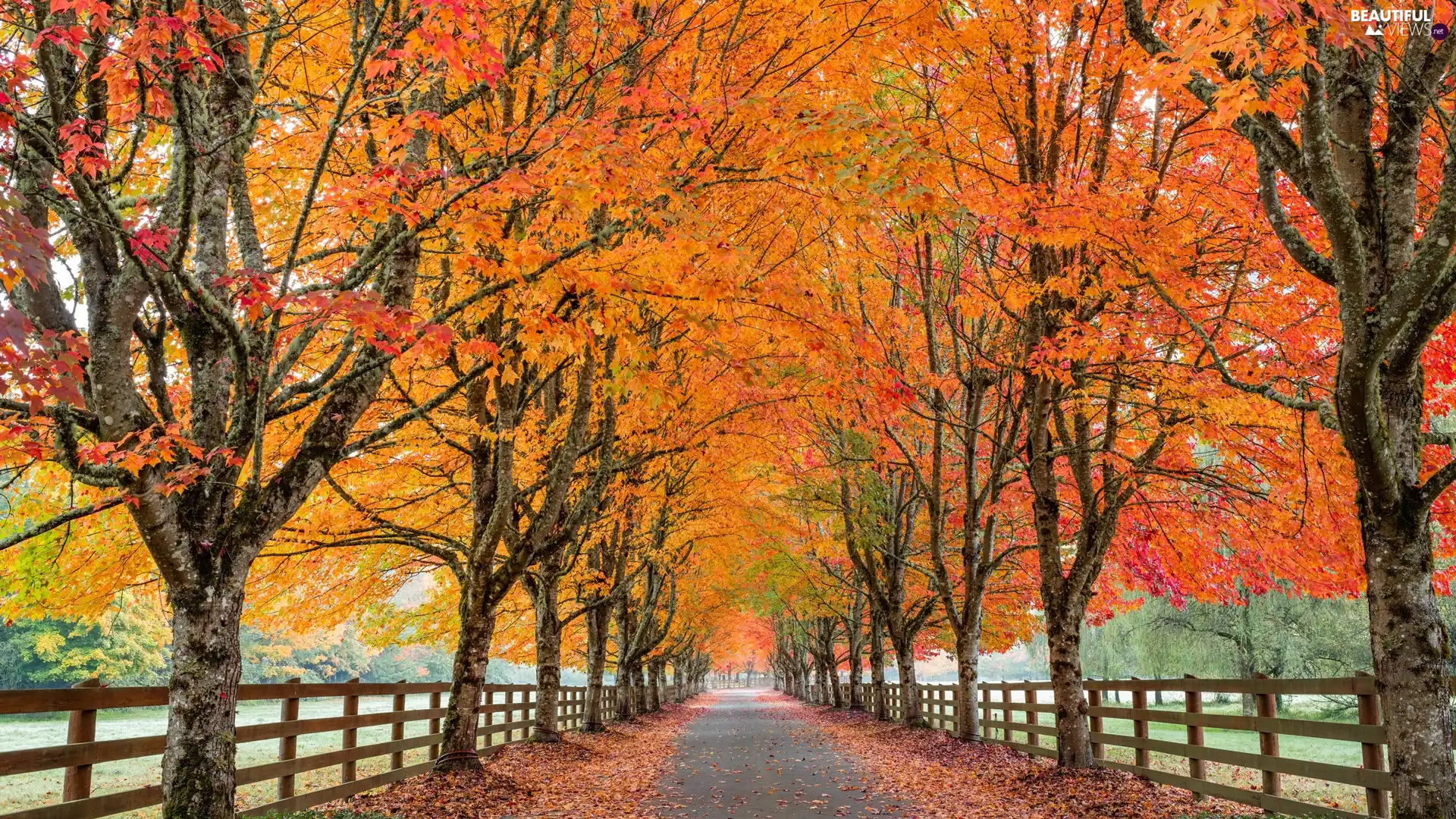 autumn, fence, viewes, alley, trees