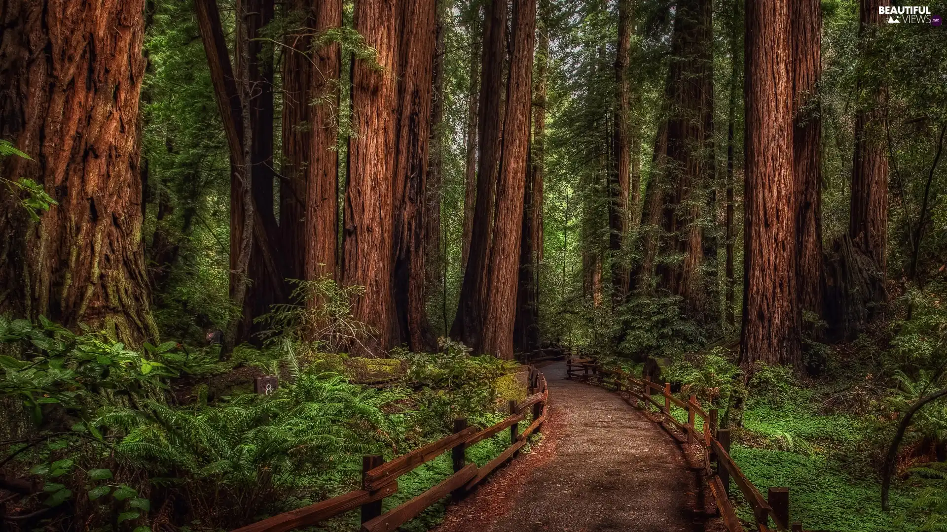 fence, forest, Way