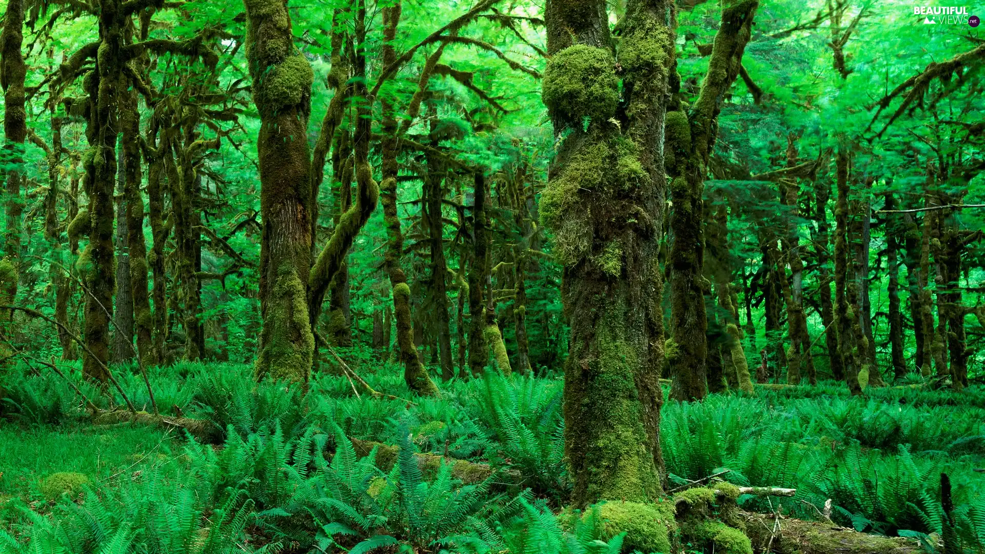 Beatyfull, forest, fern, Green