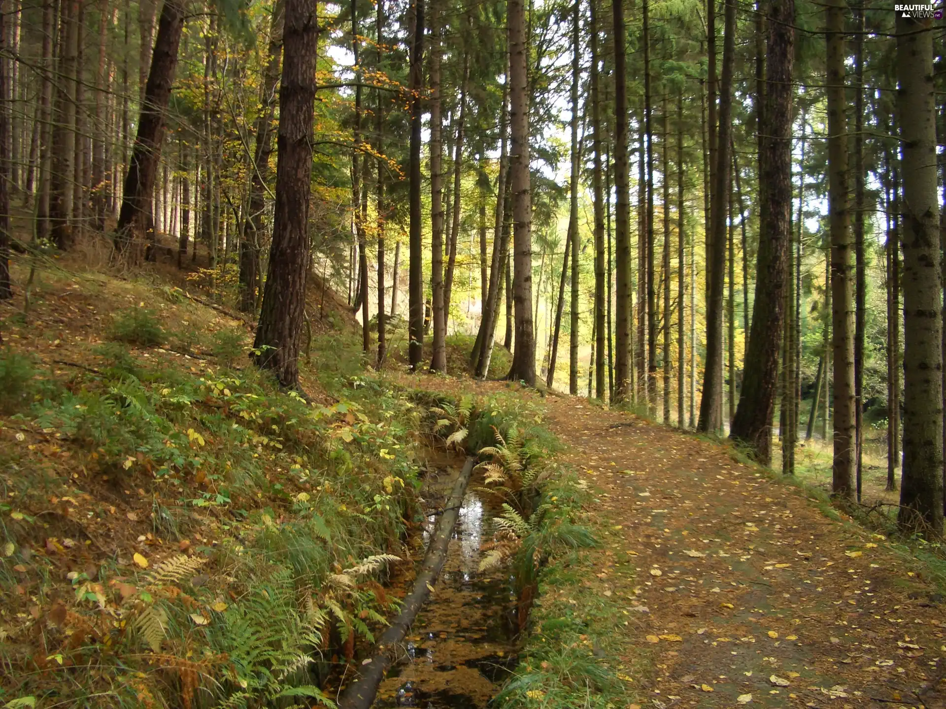 Fern, forest, brooklet