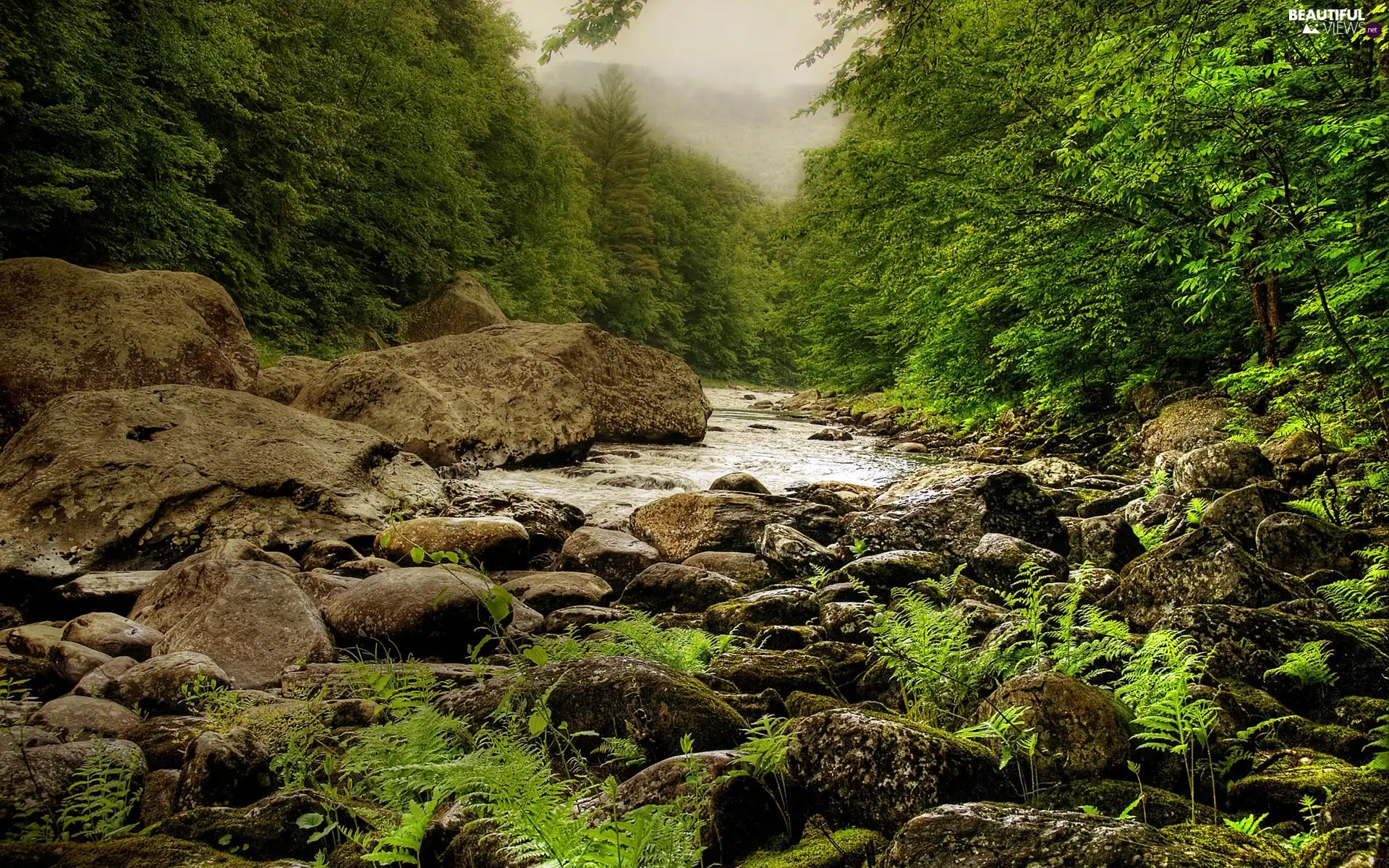 fern, Fog, River, Stones, forest