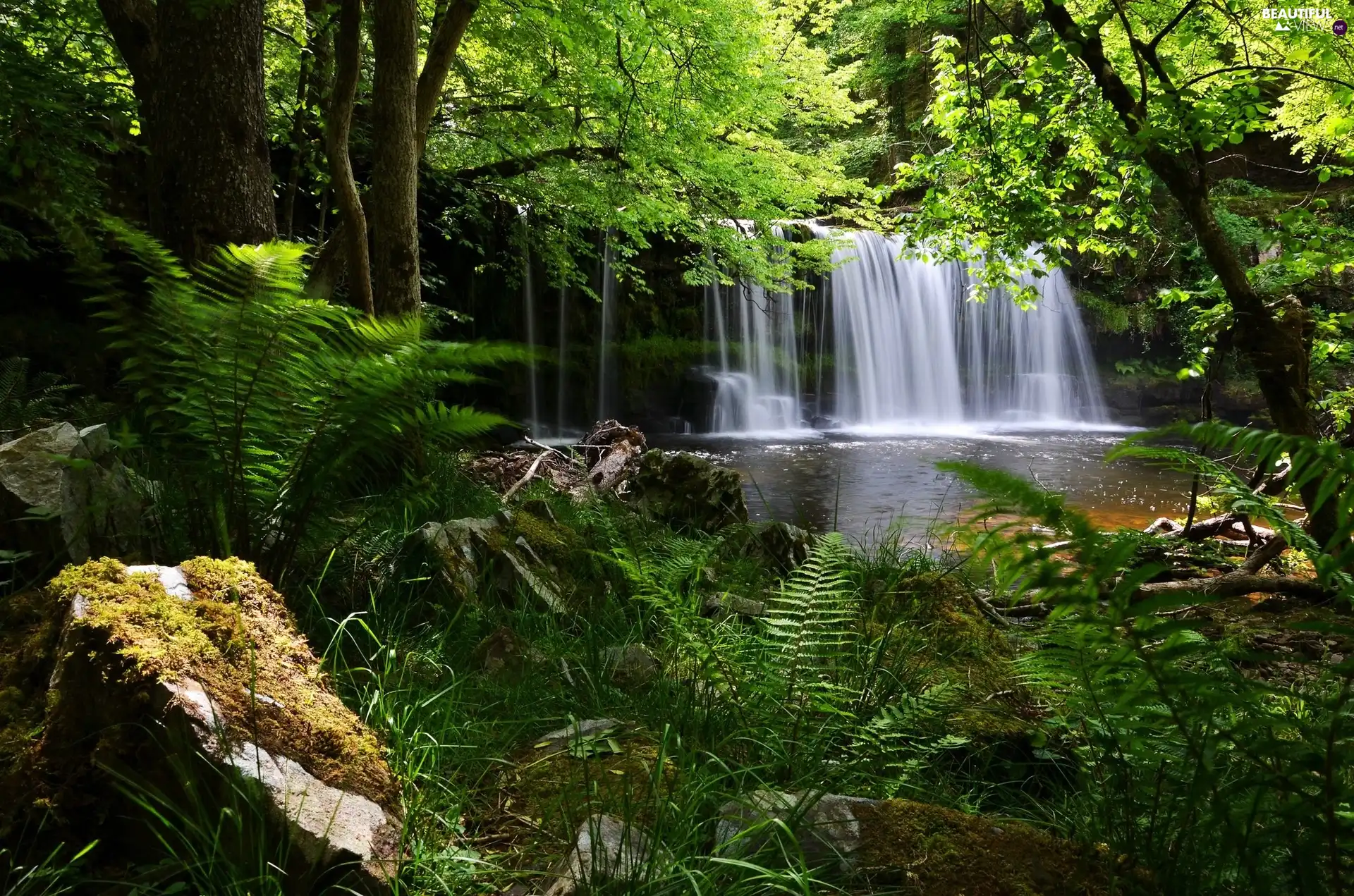fern, waterfall, forest